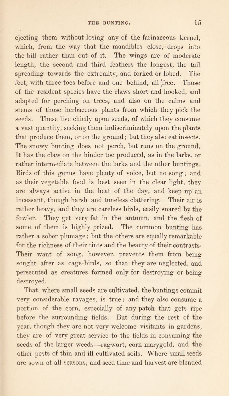 ejecting them without losing any of the farinaceous kernel, which, from the way that the mandibles close, drops into the bill rather than out of it. The wings are of moderate length, the second and third feathers the longest, the tail spreading towards the extremity, and forked or lobed. The feet, with three toes before and one behind, all 'free. Those of the resident species have the claws short and hooked, and adapted for perching on trees, and also on the culms and stems of those herbaceous plants from which they pick the seeds. These live chiefly upon seeds, of which they consume a vast quantity, seeking them indiscriminately upon the plants that produce them, or on the ground; but they also eat insects. The snowy bunting does not perch, but runs on the ground. It has the claw on the hinder toe produced, as in the larks, or rather intermediate between the larks and the other huntings. Birds of this genus have plenty of voice, but no song; and as their vegetable food is best seen in the clear light, they are always active in the heat of the day, and keep up an » incessant, though harsh and tuneless clattering. Their air is rather heavy, and they are careless birds, easily snared by the fowler. They get very fat in the autumn, and the flesh of some of them is highly prized. The common bunting has rather a sober plumage ; but the others are equally remarkable for the richness of their tints and the beauty of their contrasts* Their want of song, however, prevents them from being sought after as cage-birds, so that they are neglected, and persecuted as creatures formed only for destroying or being destroyed. That, where small seeds are cultivated, the huntings commit very considerable ravages, is true; and they also consume a portion of the corn, especially of any patch that gets ripe before the surrounding fields. But during the rest of the year, though they are not very welcome visitants in gardens, they are of very great service to the fields in consuming the seeds of the larger weeds—ragwort, corn marygold, and the other pests of thin and ill cultivated soils. Where small seeds are sown at all seasons, and seed time and harvest are blended