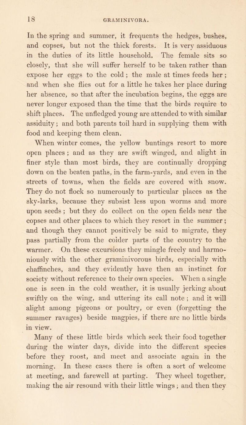 In the spring and summer, it frequents the hedges, bushes, and copses, hut not the thick forests. It is very assiduous in the duties of its little household. The female sits so closely, that she will suffer herself to be taken rather than expose her eggs to the cold ; the male at times feeds her; and when she flies out for a little he takes her place during her absence, so that after the incubation begins, the eggs are never longer exposed than the time that the birds require to shift places. The unfledged young are attended to with similar assiduity; and both parents toil hard in supplying them with food and keeping them clean. When winter comes, the yellow buntings resort to more open places ; and as they are swift winged, and alight in finer style than most birds, they are continually dropping down on the beaten paths, in the farm-yards, and even in the streets of towns, when the fields are covered with snow. They do not flock so numerously to particular places as the sky-larks, because they subsist less upon worms and more upon seeds ; but they do collect on the open fields near the copses and other places to which they resort in the summer; and though they cannot positively be said to migrate, they pass partially from the colder parts of the country to the warmer. On these excursions they mingle freely and harmo¬ niously with the other graminivorous birds, especially with chaffinches, and they evidently have then an instinct for society without reference to their own species. When a single one is seen in the cold weather, it is usually jerking about swiftly on the wing, and uttering its call note ; and it will alight among pigeons or poultry, or even (forgetting the summer ravages) beside magpies, if there are no little birds in view. Many of these little birds which seek their food together during the winter days, divide into the different species before they roost, and meet and associate again in the morning. In these cases there is often a sort of welcome at meeting, and farewell at parting. They wheel together, making the air resound with their little wings; and then they