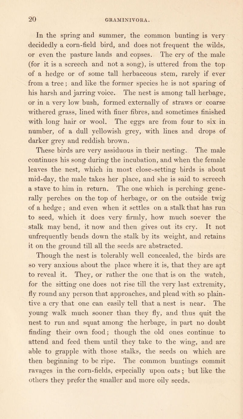 In the spring and summer, the common hunting is very decidedly a corn-field bird, and does not frequent the wilds, or even the pasture lands and copses. The cry of the male (for it is a screech and not a song), is uttered from the top of a hedge or of some tall herbaceous stem, rarely if ever from a tree; and like the former species he is not sparing of his harsh and jarring voice. The nest is among tall herbage, or in a very low bush, formed externally of straws or coarse withered grass, lined with finer fibres, and sometimes finished with long hair or wool. The eggs are from four to six in number, of a dull yellowish grey, with lines and drops of darker grey and reddish brown. These birds are very assiduous in their nesting. The male continues his song during the incubation, and when the female leaves the nest, which in most close-setting birds is about mid-day, the male takes her place, and she is said to screech a stave to him in return. The one which is perching gene¬ rally perches on the top of herbage, or on the outside twig of a hedge ; and even when it settles on a stalk that has run to seed, which it does very firmly, how much soever the stalk may bend, it now and then gives out its cry. It not unfrequently bends down the stalk by its weight, and retains it on the ground till all the seeds are abstracted. Though the nest is tolerably well concealed, the birds are so very anxious about the place where it is, that they are apt to reveal it. They, or rather the one that is on the watch, for the sitting one does not rise till the very last extremity, fly round any person that approaches, and plead with so plain¬ tive a cry that one can easily tell that a nest is near. The young walk much sooner than they fly, and thus quit the nest to run and squat among the herbage, in part no doubt finding their own food; though the old ones continue to attend and feed them until they take to the wing, and are able to grapple with those stalks, the seeds on w^hich are then beginning to be ripe. The common buntings commit ravages in the corn-fields, especially upon oats; but like the others they prefer the smaller and more oily seeds.