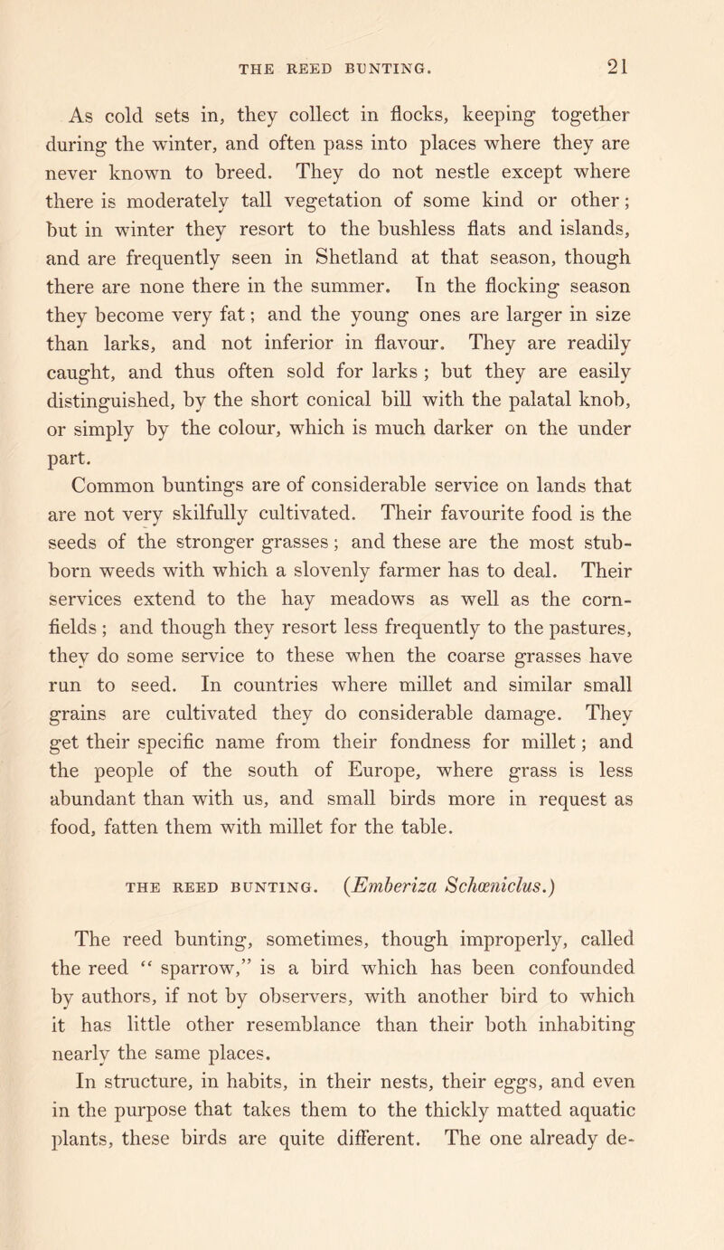 As cold sets in, they collect in flocks, keeping together during the winter, and often pass into places where they are never known to breed. They do not nestle except where there is moderately tall vegetation of some kind or other; but in winter they resort to the bushless flats and islands, and are frequently seen in Shetland at that season, though there are none there in the summer. Tn the flocking season they become very fat; and the young ones are larger in size than larks, and not inferior in flavour. They are readily caught, and thus often sold for larks ; but they are easily distinguished, by the short conical bill with the palatal knob, or simply by the colour, which is much darker on the under part. Common buntings are of considerable service on lands that are not very skilfully cultivated. Their favourite food is the seeds of the stronger grasses; and these are the most stub¬ born weeds with which a slovenly farmer has to deal. Their services extend to the hay meadows as well as the corn¬ fields ; and though they resort less frequently to the pastures, they do some service to these when the coarse grasses have run to seed. In countries where millet and similar small grains are cultivated they do considerable damage. They get their specific name from their fondness for millet; and the people of the south of Europe, where grass is less abundant than with us, and small birds more in request as food, fatten them with millet for the table. THE REED BUNTING. {Emheviza Schoeniclus.) The reed bunting, sometimes, though improperly, called the reed “ sparrow,” is a bird which has been confounded by authors, if not by observers, with another bird to which it has little other resemblance than their both inhabiting nearly the same places. In structure, in habits, in their nests, their eggs, and even in the purpose that takes them to the thickly matted aquatic plants, these birds are quite different. The one already de-