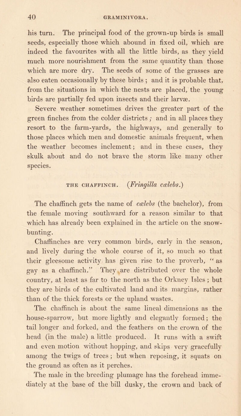 his turn. The principal food of the grown-up birds is small seeds, especially those which abound in fixed oil, which are indeed the favourites with all the little birds, as they yield much more nourishment from the same quantity than those which are more dry. The seeds of some of the grasses are also eaten occasionally by these birds ; and it is probable that, from the situations in which the nests are placed, the young birds are partially fed upon insects and their larvae. Severe weather sometimes drives the greater part of the green finches from the colder districts ; and in all places they resort to the farm-yards, the highways, and generally to those places which men and domestic animals frequent, when the weather becomes inclement; and in these cases, they skulk about and do not brave the storm like many other species. THE CHAFFINCH. {Friugilla ccslebs.) The chaffinch gets the name of ccelebs (the bachelor), from the female moving southward for a reason similar to that which has already been explained in the article on the snow¬ bunting. Chaffinches are very common birds, early in the season, and lively during the whole course of it, so mmch so that their gleesome activity has given rise to the proverb, “ as gay as a chaffinch.” They are distributed over the whole country, at least as far to the north as the Orkney Isles ; but they are birds of the cultivated land and its margins, rather than of the thick forests or the upland wastes. The chaffinch is about the same lineal dimensions as the house-sparrow, but more lightly and elegantly formed; the tail longer and forked, and the feathers on the crown of the head (in the male) a little produced. It runs with a swift and even motion without hopping, and skips very gracefully among the twigs of trees; but when reposing, it squats on the ground as often as it perches. The male in the breeding plumage has the forehead imme¬ diately at the base of the bill dusky, the crown and back of