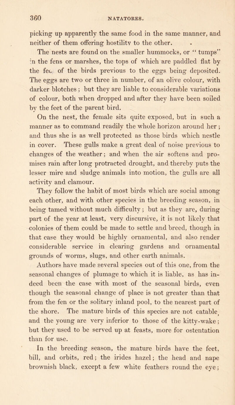picking up apparently the same food in the same manner, and neither of them offering hostility to the other. The nests are found on the smaller hummocks, or “ tumps” m the fens or marshes, the tops of which are paddled flat by the fee of the birds previous to the eggs being deposited. The eggs are two or three in number, of an olive colour, with darker blotches ; but they are liable to considerable variations of colour, both when dropped and after they have been soiled by the feet of the parent bird. On the nest, the female sits quite exposed, but in such a manner as to command readily the whole horizon around her ; and thus she is as well protected as those birds which nestle in cover. These gulls make a great deal of noise previous to changes of the weather; and when the air softens and pro¬ mises rain after long protracted drought, and thereby puts the lesser mire and sludge animals into motion, the gulls are all activity and clamour. They follow the habit of most birds which are social among each other, and with other species in the breeding season, in being tamed without much difficulty ; but as they are, during part of the year at least, very discursive, it is not likely that colonies of them could be made to settle and breed, though in that case they would be highly ornamental, and also render considerable service in clearing gardens and ornamental grounds of worms, slugs, and other earth animals. Authors have made several species out of this one, from the seasonal changes of plumage to which it is liable, as has in¬ deed been the case with most of the seasonal birds, even though the seasonal change of place is not greater than that from the fen or the solitary inland pool, to the nearest part of the shore. The mature birds of this species are not eatable^ and the young are very inferior to those of the kitty-wake; but they used to be served up at feasts, more for ostentation than for use. In the breeding season, the mature birds have the feet, bill, and orbits, red; the irides hazel; the head and nape brownish black, except a few white feathers round the eye;