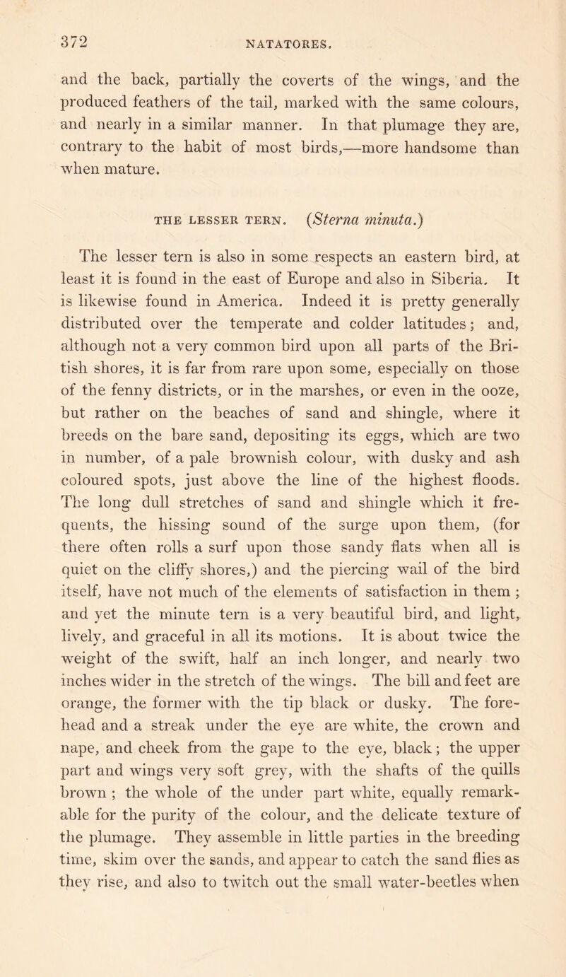 and the back, partially the coverts of the wings, and the produced feathers of the tail, marked with the same colours, and nearly in a similar manner. In that plumage they are, contrary to the habit of most birds,—more handsome than when mature. THE LESSER TERN. {Sterna minuta.) The lesser tern is also in some respects an eastern bird, at least it is found in the east of Europe and also in Siberia, It is likewise found in America. Indeed it is pretty generally distributed over the temperate and colder latitudes; and, although not a very common bird upon all parts of the Bri¬ tish shores, it is far from rare upon some, especially on those of the fenny districts, or in the marshes, or even in the ooze, but rather on the beaches of sand and shingle, where it breeds on the bare sand, depositing its eggs, which are two in number, of a pale brownish colour, with dusky and ash coloured spots, just above the line of the highest floods. The long dull stretches of sand and shingle which it fre¬ quents, the hissing sound of the surge upon them, (for there often rolls a surf upon those sandy flats when all is quiet on the clifly shores,) and the piercing wail of the bird itself, have not much of the elements of satisfaction in them ; and yet the minute tern is a very beautiful bird, and light,^ lively, and graceful in all its motions. It is about twice the weight of the swift, half an inch longer, and nearly two inches wider in the stretch of the wings. The bill and feet are orange, the former with the tip black or dusky. The fore¬ head and a streak under the eye are white, the crown and nape, and cheek from the gape to the eye, black; the upper part and wings very soft grey, with the shafts of the quills brown ; the whole of the under part white, equally remark¬ able for the purity of the colour, and the delicate texture of the plumage. They assemble in little parties in the breeding time, skim over the sands, and appear to catch the sand flies as they rise, and also to twitch out the small water-beetles when