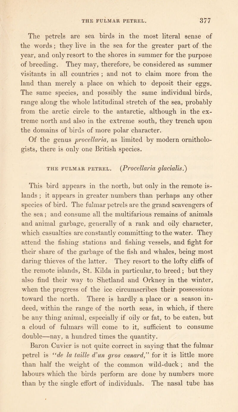 The petrels are sea birds in the most literal sense of the words; they live in the sea for the greater part of the year, and only resort to the shores in summer for the purpose of breeding. They may, therefore, be considered as summer visitants in all countries ; and not to claim more from the land than merely a place on which to deposit their eggs. The same species, and possibly the same individual birds, range along the whole latitudinal stretch of the sea, probably from the arctic circle to the antarctie, although in the ex¬ treme north and also in the extreme south, they trench upon the domains of birds of more polar character. Of the genus procellaria, as limited by modern ornitholo¬ gists, there is only one British species. THE FULMAR PETREL. (Procellaria glacialis.) This bird appears in the north, but only in the remote is¬ lands ; it appears in greater numbers than perhaps any other species of bird. The fulmar petrels are the grand scavengers of the sea; and consume all the multifarious remains of animals and animal garbage, generally of a rank and oily character, which casualties are constantly committing to the water. They attend the fishing stations and fishing vessels, and fight for their share of the garbage of the fish and whales, being most daring thieves of the latter. They resort to the lofty clifiTs of the remote islands, St. Kilda in particular, to breed; but they also find their way to Shetland and Orkney in the winter, when the progress of the ice circumscribes their possessions toward the north. There is hardly a place or a season in¬ deed, within the range of the north seas, in which, if there be any thing animal, especially if oily or fat, to be eaten, but a cloud of fulmars will come to it, sufficient to consume double—nay, a hundred times the quantity. Baron Cuvier is not quite correct in saying that the fulmar petrel is ‘‘de la taille d'un gros canard,” for it is little more than half the weight of the common wild-duck; and the labours which the birds perform are done by numbers more than by the single effort of individuals. The nasal tube has