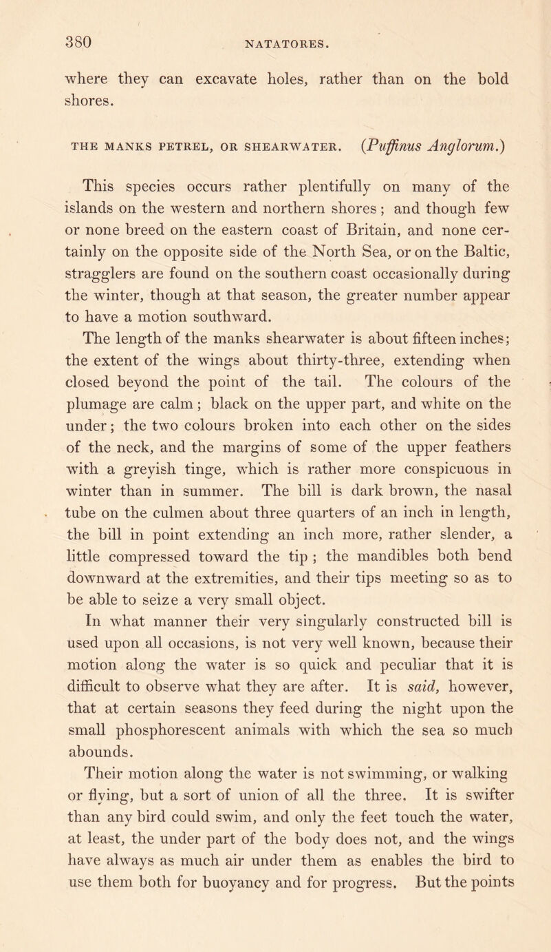where they can excavate holes, rather than on the bold shores. THE MANKS PETREL, OR SHEARWATER. {Pu^ffinUS Anglorum.) This species occurs rather plentifully on many of the islands on the western and northern shores ; and though few or none breed on the eastern coast of Britain, and none cer¬ tainly on the opposite side of the North Sea, or on the Baltic, stragglers are found on the southern coast occasionally during the winter, though at that season, the greater number appear to have a motion southward. The length of the manks shearwater is about fifteen inches; the extent of the wings about thirty-three, extending when closed beyond the point of the tail. The colours of the plumage are calm; black on the upper part, and white on the under; the two colours broken into each other on the sides of the neck, and the margins of some of the upper feathers with a greyish tinge, which is rather more conspicuous in winter than in summer. The bill is dark brown, the nasal tube on the culmen about three quarters of an inch in length, the bill in point extending an inch more, rather slender, a little compressed toward the tip ; the mandibles both bend downward at the extremities, and their tips meeting so as to be able to seize a very small object. In what manner their very singularly constructed bill is used upon all occasions, is not very well known, because their motion along the water is so quick and peculiar that it is difficult to observe what they are after. It is said, however, that at certain seasons they feed during the night upon the small phosphorescent animals with which the sea so much abounds. Their motion along the water is not swimming, or walking or flying, but a sort of union of all the three. It is swifter than any bird could swim, and only the feet touch the water, at least, the under part of the body does not, and the wings have always as much air under them as enables the bird to use them both for buoyancy and for progress. But the points