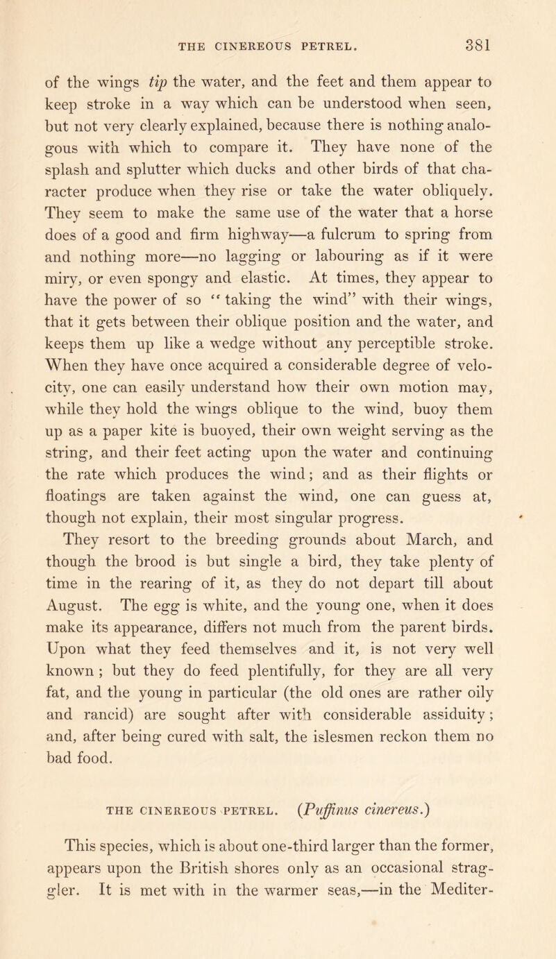 of the wings tip the water, and the feet and them appear to keep stroke in a way which can he understood when seen, but not very clearly explained, because there is nothing analo¬ gous with which to compare it. They have none of the splash and splutter which ducks and other birds of that cha¬ racter produce when they rise or take the water obliquely. They seem to make the same use of the water that a horse does of a good and firm highway—a fulcrum to spring from and nothing more—no lagging or labouring as if it were miry, or even spongy and elastic. At times, they appear to have the power of so “ taking the wind” with their wings, that it gets between their oblique position and the water, and keeps them up like a wedge without any perceptible stroke. When they have once acquired a considerable degree of velo¬ city, one can easily understand how their own motion may, while they hold the wings oblique to the wind, buoy them up as a paper kite is buoyed, their own weight serving as the string, and their feet acting upon the water and continuing the rate which produces the wind; and as their flights or floatings are taken against the wind, one can guess at, though not explain, their most singular progress. They resort to the breeding grounds about March, and though the brood is but single a bird, they take plenty of time in the rearing of it, as they do not depart till about August. The egg is white, and the young one, when it does make its appearance, difihrs not much from the parent birds. Upon what they feed themselves and it, is not very well known ; but they do feed plentifully, for they are all very fat, and the young in particular (the old ones are rather oily and rancid) are sought after with considerable assiduity; and, after being cured with salt, the islesmen reckon them no bad food. THE CINEREOUS PETREL. {Puffinus ciuereus.) This species, which is about one-third larger than the former, appears upon the British shores only as an occasional strag¬ gler. It is met with in the warmer seas,—in the Mediter-