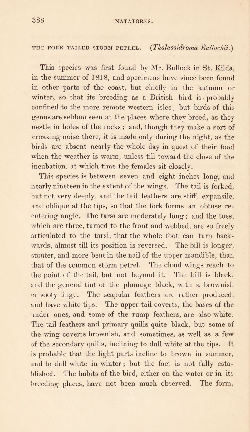 THE FORK-TAILED STORM PETREL. (Thttlassidroma BullockU.) This species was first found by Mr. Bullock in St. Kilda, in the summer of 1818, and specimens have since been found in other parts of the coast, but chiefly in the autumn or winter, so that its breeding as a British bird is. probably confined to the more remote western isles; but birds of this genus are seldom seen at the places where they breed, as they nestle in holes of the rocks; and, though they make a sort of croaking noise there, it is made only during the night, as the birds are absent nearly the whole day in quest of their food when the weather is warm, unless till toward the close of the incubation, at which time the females sit closely. This species is between seven and eight inches long, and nearly nineteen in the extent of the wings. The tail is forked, but not very deeply, and the tail feathers are sthf, expansile, and oblique at the tips, so that the fork forms an obtuse re¬ entering angle. The tarsi are moderately long; and the toes, which are three, turned to the front and webbed, are so freely articulated to the tarsi, that the whole foot can turn back¬ wards, almost till its position is reversed. The bill is longer, stouter, and more bent in the nail of the upper mandible, than that of the common storm petrel. The cloud wings reach to the point of the tail, but not beyond it. The bill is black, and the general tint of the plumage black, with a brownish or sooty tinge. The scapular feathers are rather produced, and have white tips. The upper tail coverts, the bases of the under ones, and some of the rump feathers, are also white. The tail feathers and primary quills quite black, but some of the wing coverts brownish, and sometimes, as well as a few of the secondary quills, inclining to dull white at the tips. It is probable that the light parts incline to brown in summer, and to dull white in winter; but the fact is not fully esta¬ blished. The habits of the bird, either on the water or in its breeding places, have not been much observed. The form,