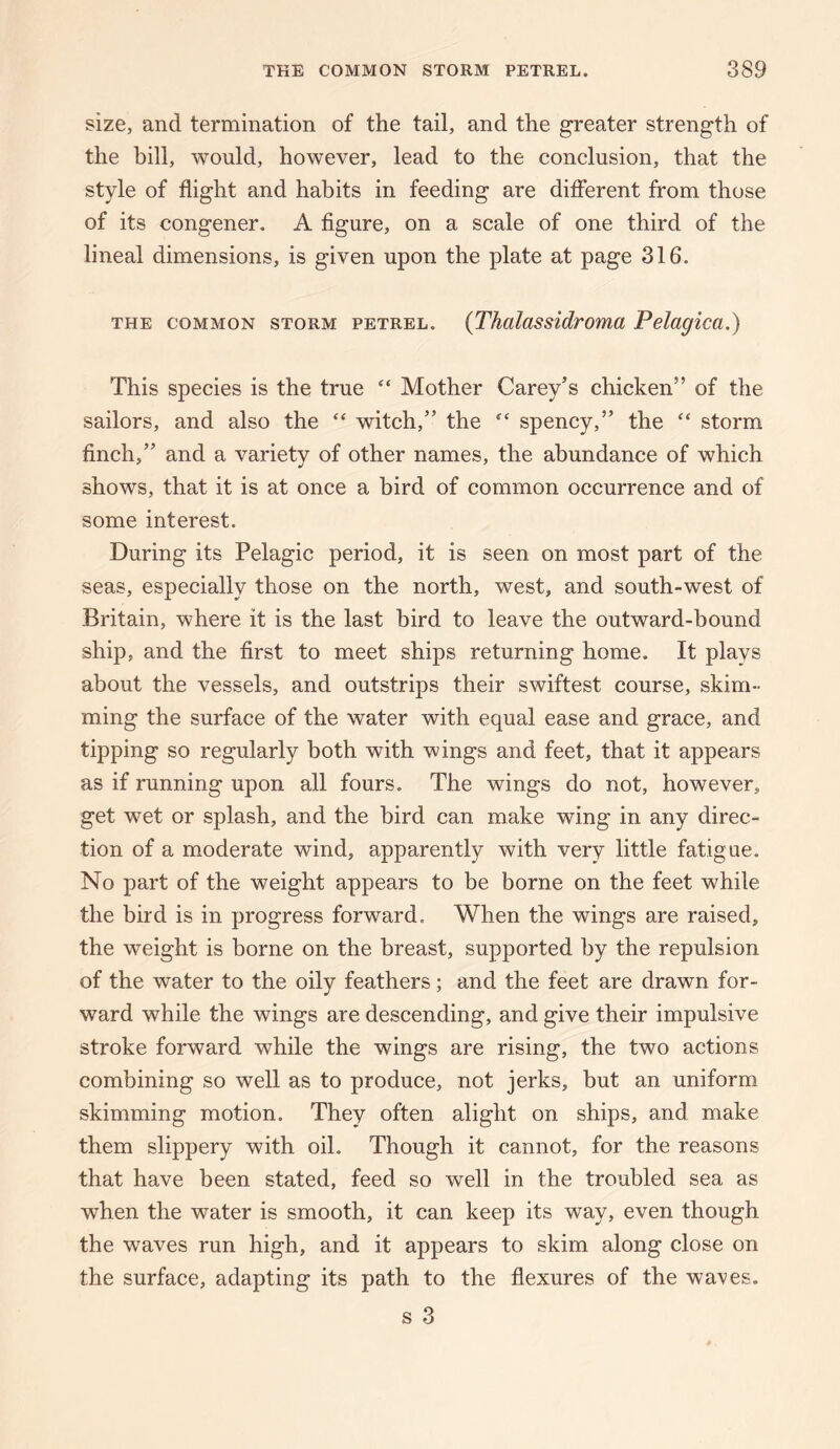 size, and termination of the tail, and the greater strength of the bill, would, however, lead to the conclusion, that the style of flight and habits in feeding are different from those of its congener. A figure, on a scale of one third of the lineal dimensions, is given upon the plate at page 316. THE COMMON STORM PETREL. {Tholassidroma Pelagica.) This species is the true “ Mother Carey’s chicken” of the sailors, and also the “ witch,” the spency,” the “ storm finch,” and a variety of other names, the abundance of which shows, that it is at once a bird of common occurrence and of some interest. During its Pelagic period, it is seen on most part of the seas, especially those on the north, west, and south-west of Britain, where it is the last bird to leave the outward-bound ship, and the first to meet ships returning home. It plays about the vessels, and outstrips their swiftest course, skim¬ ming the surface of the water with equal ease and grace, and tipping so regularly both with wings and feet, that it appears as if running upon all fours. The wings do not, however, get wet or splash, and the bird can make wing in any direc¬ tion of a moderate wind, apparently with very little fatigue. No part of the weight appears to be borne on the feet while the bird is in progress forward. When the wings are raised, the weight is borne on the breast, supported by the repulsion of the water to the oily feathers; and the feet are drawn for¬ ward while the wings are descending, and give their impulsive stroke forward while the wings are rising, the two actions combining so well as to produce, not jerks, but an uniform skimming motion. They often alight on ships, and make them slippery with oil. Though it cannot, for the reasons that have been stated, feed so well in the troubled sea as when the water is smooth, it can keep its way, even though the waves run high, and it appears to skim along close on the surface, adapting its path to the flexures of the waves. s 3