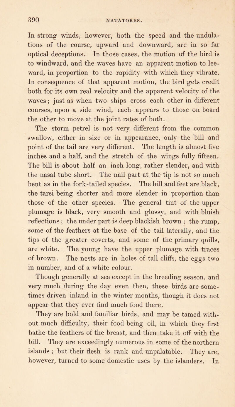 In strong winds, however, both the speed and the undula¬ tions of the course, upward and downward, are in so far optical deceptions. In those cases, the motion of the bird is to windward, and the waves have an apparent motion to lee¬ ward, in proportion to the rapidity with which they vibrate. In consequence of that apparent motion, the bird gets credit both for its own real velocity and the apparent velocity of the waves; just as when two ships cross each other in different courses, upon a side wind, each appears to those on board the other to move at the joint rates of both. The storm petrel is not very different from the common swallow, either in size or in appearance, only the bill and point of the tail are very different. The length is almost five inches and a half, and the stretch of the wings fully fifteen. The bill is about half an inch long, rather slender, and with the nasal tube short. The nail part at the tip is not so much bent as in the fork-tailed species. The bill and feet are black, the tarsi being shorter and more slender in proportion than those of the other species. The general tint of the upper plumage is black, very smooth and glossy, and with bluish reflections ; the under part is deep blackish brown ; the rump, some of the feathers at the base of the tail laterally, and the tips of the greater coverts, and some of the primary quills, are white. The young have the upper plumage with traces of brown. The nests are in holes of tall cliffs, the eggs two in number, and of a white colour. Though generally at sea except in the breeding season, and very much during the day even then, these birds are some¬ times driven inland in the winter months, though it does not appear that they ever find much food there. They are bold and familiar birds, and may be tamed with¬ out much difficulty, their food being oil, in which they first bathe the feathers of the breast, and then take it off with the bill. They are exceedingly numerous in some of the northern islands ; but their flesh is rank and unpalatable. They are, however, turned to some domestic uses by the islanders. In