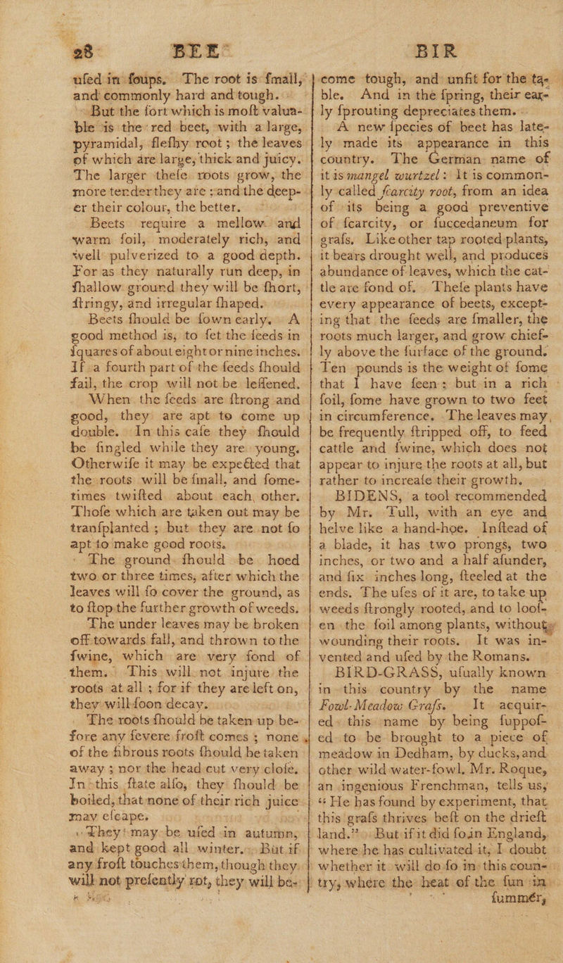 ufed in foups. and commonly hard and tough. » But the fort which is moft valua- ble “is the’ red beet, -with a large, pyramidal, flefhy root ; the leaves of which are large, thick and juicy. The larger thefe. roots grow, the er their colour, the better. - Beets require a mellow. and warm foil, moderately rich, and well pulverized to a good depth. For as they naturally run deep, in fhallow ground they will be fhort, ftringy, and irregular fhaped. good method is, to fet the feeds in iquares of about eight or nine inches. Ifa fourth part ofwheddads fhould fail, the crop will not be leffened. When the feeds are {trong and good, double. In this cafe they. fhould be fingled while they are: young. Dtenbiate it may be expeéted that the roots will be fimall, and fome- times twifted about each, other. ‘Thofe which are taken out may be tran{planted ; but they are not fo ant to make sood roots. The ground. fhou! Id be hoed two. or three times, after which the leaves will fo cover the ground, as to {top the further growth of weeds. The under leaves may be broken off towards fall, and thrown tothe fwine, which are very fond of them. This. will.not. injure. the roots at all ; for if they are left on, they will ioen decay. _ The roots fhould be taken up » bes fore any fevere froft comes ; of the fibrous roots fhould se taken away ; nor the head cut very clofe. In »this {tate alfo, they fhould be may efeape. me kept good all winter.:» Bat.if any froft touchesthem , though they: will not pero tt, they will be- K WE 4 come - tough, and: unfit for the tae ble. And in the fpring, their ear- A new ipecies of beet has late- ly made its appearance in this country. The German name of itismangel wurtzel: It is common- ly called fcarcity root, from an idea of its being a good preventive of {carcity, or fuccedaneum for erafs, Likeother tap rooted plants, it bears drought well, and produces tle are fond of. Thefe plants have every appearance of beets, except- ing that the feeds are {maller, the roots much larger, aud grow chief- ly above the furface of the ground. Ten pounds is the weight of fome that 1 have feen; but-in a rich » foil, fome have grown to two. feet in circumference. .‘The leaves. may, be frequently. {tripped off, to feed cattle and {wine, which Gomes not appear to injure the roots at all, but rather to increafe their growth, BIDENS, a tool recommended Tull, with an eye and helve like a hanide hoe. Inftead of a blade, it has two prongs, two inches, or two and a half afunder, and fix inches long, fteeled at the © ends, The ufes of it are, to take up weeds {trongly rooted, and to loot: en the foil among plants, withouty wounding their roots. It was in- vented and ufed by the Romans. BIRD-GRASS, ufually known name acquir- ed» this name by being fuppof- ed to be brought to a piece of meadow in Dedham, by ducks, and. other wild water-fowl. Mr. Roque, an ingenious Frenchman, tells us, ‘«‘ He has found by experiment, that land.” But ifit did foin England, fummér,