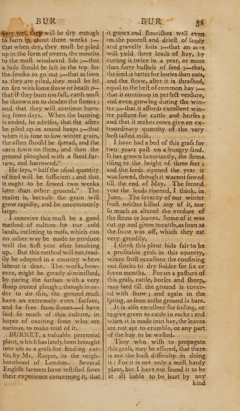 to burn that when dry, they. muft be piled to the moft windward. fide ;—that a hole fhould be left in the top. for the {moke to go out ;—that as foon as they are piled, they muft be fet on fire with fome ftraw or heath ;+— that if they burn too faft, earth muft be thrown on to deaden the flames 3 and, that they will continue burn- ing fome days. When the burning is ended, he advifes, that the afhes be piled up in round heaps ;—that the afhes fhould be fpread, and the cern fown on them, and then the ground ploughed with a fhoal fur- rew, and harrowed.’’ He fays, ‘half the ufual quantity. of feed will be fufficient ; and that later than other ground.” The reafon is, becaufe the-grain will grow rapidly, and be uncommonly large. 7 ; . Iconceive this muft be a good method. of culture: for our cold lands, inclining to mofs, which can no, other way be made to produce well the firft year after, breaking up. But this method will not read- labour is dear. The» work, how- ever, might be greatly dimimithed, by paring the furface with a very have.an extremely even. furface, and be free from ‘ftones.—I have curious, to make trial of it.. tle, by Mr, Roque,-in the neigh- bourhood of. Londons. Englifh farmers have teftified from sd r 4 i BU R wen me on the pooreft and drieft. of fandy. and gravelly foils ;—that an:acre. will yield. three loads of hay, by cutting it twice! in, a year, or more thefeed.is better for horfes.than oats, equal to the beft of common hay ;—~ that it continugs in petfe& verdure, and even growing during the win«> ter ;—that it affords excellent win-. ter pafture for cattle and) horfes 3 and that it makes cows.give an ex-. traordinary quantity of the. very | ibedd tasted mabey axiz <laviyewenge eb | Ihave hada bed of this grafs for . ‘two’ years palt ona hungry -fand, It has grown luxuriantly, the ftems.. riling to. the height of, three feet 5. and the feeds..ripened the year it: was fowed, though it wasnotfowed till the end of May. The fecond.. year the. feeds ripened, I think, in, June... The feverity-of our winter. froft.neither killed. any of it, nor. fo much as.altered: the verdure, of _ the ftems or leaves. Some of it was cut up and given tocattle,as foon as. the {now was off, which they eat very greedily, ee nee _ . I think this plant bids fair to be: a profitable grafs in this country, where fro{t occafions the confining our ftecks sf dry fodder for fix or: feven months. Forona pafture of this grafs, cattle, horfes and fheep,: may feed till the ground is cover-: ed with {now ;.and again in the. {pring, as foon asthe ground is bare. | .dtis alfo excellent for foiling, or: togive green to-cattle'in racks 3 and. when it is made into hay, the leaves. one of the hay to be wafted.. bo My They who with to propagate: _ this grafs, may be affured, that there: is not the leaft. difficulty.in doing: ‘it: Forit 1s not only.a-moft hardy plant, but .I have not found it to be’ _ at all liable. to be hurt by any. ee ieee