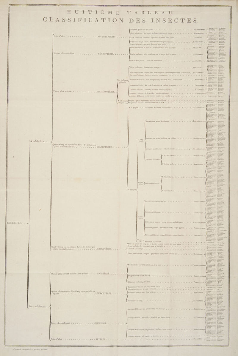 A mâchoires. . LS PROD En SRE PLAIN OL LME VE o P PSE SAME ans = 17 1e Sans mâchoires. . Anatomie comparrée ; premier volume. Point d'ailes . GNATHAPTÈRES. . | Quatre ailes réticulées « . , . , ,, . . . . NÉVROPTÈRES. . . ER PERLE Beer . HYMÉNOPTÈRES. Quatre ailes veinées. CES Quatre ailes ; les supérieures dures, les inférieures pliées transversalement. . . SE DUT Re . COLÉOPTÈRES. Quatre ailes; les supérieures dures, les inférieyres pliées longitudinalement rte see de Lette . ORTHOPTÈRES. Quatre ailes souvent croisées ; becarticulé. . . . HÉMIPTERES. . . . . Quatre ailes couvertes d’écailles ; trompe roulée en SDIFALE ee eue 0 Den he De tee nee LÉPIDOPTÈRES. . « « D 'aMens ses 10 Re an De es à 0e 5 APTÉRES Rae àchoi AE tes... Plusieurs paires de mächoires.. «+ .. … 1. + es + = ee © « POLYGNATHES {ciopes es Deux mâchoires ; des pattes à chaque anneau du corps. + + # + « « . . . , , . . MiLLEPIEDS. . ‘ Scorpions ÉxDE Faucheurs Tête réunie au corcelet; 8 pattes; abdomen sans pattes. . . + . . , . . . . . ARANÉIDES . , . CETTE Podures .... « + SÉTICAUDES. . Forbicines. Tête distincte; 6 pattes ; abdomen terminé par des sojes. . . . . . . . .. Tête distincte; 6 pattes ; abdomen sans poils. . , . . . . . . . . . .. + OnoNATES . « , { r Agrions +... Termites Hémérobes Semblides . .. Bouche saillante; ailes couchées sur le corps dans le repos . . . TECTIPENNES . Panorpes .. Rophidies . À Epréme . Bouche très-petite ; point de mandibules . . . ., « AGNATHES, . Eucères ... Nomades. . Lèvre prolongée , formant une trompe. . . . . . . . , . . . . : és cer « MELLITES , . Ailes supérieures ployées dans leur longueur; antennes grossissant à l'extrémité . . DurLIPENNES, . À Maures Antennes brisées : abdomen concave en dessous. , , . . Philanthes Scolies. Crabrons. Mellines., Bembéces Avr Antennes filiformes ; ailes non ployées; abdomen rond; lèvre courte . Fu É Larres.... « + + FOUISSEURS,. . fSphtges Fa Antennes sétacées, de 12 à 13 articles, se roulant en spirale . Tiphies -: Doryles . + + MyYRMÈGES {rourmis 2 SR *- Mutilles Evanies..... {chneumous. Antennes sétacées , brisées ; abdomen arrondi; aïguillon. Antennes , brisées, de 30 articles; tarrière saïllante . , . . . . + + + + INSECTIRODES. Antennes filiformes ou en masse ; tarrière en spirale. . Cinips.. Palpes très-saillans ; tarrière dentelée en scie . . . . . : fée, Tenthrèdes .. Dytiques.. Tourniquets. . &gt; he” ge se £ u SÉtACÉCS « « + CARNASSIER Scarites . À 6 palpes.. . . Antennes filiformes o . sa Elaphres. Lucanes- Cerf-volans.. Platicères . . Passales.. Scarabées. Antennes en masse feuilletée. . « + . + « . 0 « . + . + . LAMELLICORNES. Stercc ousiers.,., Aphodies Scarabées. Hannetons Cétoines . . Trichies. Trox... Nicro pee. Ronde. Nitidules .. RpAGRS . Ar Cr . .. : Sphéridies Antennes en masse perfoliée ou solide. . . . . . . . . . .-. Craviconnes.. SÉnphidtés de Escarbots.. Lethres .., Byrrhes Dermestes.. DRE pue .. pie Stènes...,. Vrilletes Panaches Ptines., Taupins . . Mélasis Richards . « É -luisans . Antennes moniliformes ; élytres courtes . +... , . . . , . . BRACRHÉLYTRES. A élytres dures. « . . . .', . + . + PERGE-BOIS. 5 Antennes filiformes.. Yques.. Téléphores Malachies ... ime-bois . Tilles . Drilles se Hélopes . Blaps. . Scaures . Sépidies. Erodies ,. A élytres dures. - . . . ++ . + + « + . LUCIFUCES, . CPimélies. PEER A mn 2 AMI YEEES UNIES &gt; ce ce + APALYTRES, Senna MAI Pare Eurychores.…. Opatres Serropalpes Diapères . . Hypophlées Mordelles Tarses , É Antennes variables . 23054 Céroce A {palpes, Notoxes … ra Lagries.. Cisteles .. Aélytres molles ... -.. . VÉSICAKS. . Antennes portées sur un bec. Brachycèr Bruches Priones, . Lamies,. Capricorn: Saperdes .. Callidies .. + rm : Rhagies Leptures . D Donacies . Anténhes sétifotmes ve 7. + cine ee Cine Charencons.. Attélabes. . Brentes.. + ROsTRICORNES.&lt; Anthribes airons... Antennes en massue; corps souvent cylindrique. . . + TéréTIroRmEs. — F; Col ydie Lyctes : ia Es Antennes grenues, renflées au bout ; Ips corps applatti . .- PLanironnes, Galéruques.. Altises .. Gribouris Criocères | Lupères. Antennes filiformes ou moniliformes, corps bombé, . Hensrvonss H Tarses , ispes 38,3. Aïles se pliant en long et en travers ; anus terminé par une pince . . Corps applati; tête rentrant sous le corcelet . . - . . . . . . .. Antennes! en. muAssué:. , 1. rue: 0... Coccinelles .. Blattes ..., Mantes Gorceler très-alonpé M RP CNE RUE Spectres , Locustes.. Achètes .., Criquets. Sauterelles Truxales , . Pattes postérieures , longues , ‘propres au saut; corps cylindrique , . . . &gt; . SAUTEURS , . Bec naissant à la partie antérieure de la tête. es 3 Bec paroissant naître du col . Ailes non croisées, étendues . Acanthies Punaise Corées ., Lygées.. Gerrer.. se + FRONTIROSTRES. uves,, Ranatres .. Notonectes Fulgores .. Cigales.… te Couummorrnus.f és s Membraces. Œhrips vis0t Pucerons Aléirode Psylles …, Gallinsectes . . «+ + PLANIPENNES. Papillons... Hespéries. ., fie. Sésies . {ie Bombices . Cossus .. Hépiales , Noctuelles. Phalènes .. Pyraler... Teigues .. Allucites .….. Antennes renflées vers leur milieu . . , . . « FUSICORNES. , . . SÉTICORNES. Antennes terminées par une masse solide. Antennes courbées à leur extrémité. , , , . À = « res Antennes sétacées « Tipules, .…... . . . HxproNtEs, Antennes filiformes ou plumeuses ; une trompe. , , . . .H an Mouches . Syrphes ges + + SARCOSTOMES,. je Trompe charnue, rétractile, terminée par deux lèvres Anthrax Bibions Empis.. Bombiles. Myopes Conops. Stomoxes. Asiles .. Cousins Antennes très-courtes’; sucoir corné , saillant, sans trompe. . SCLÉROSTOMES. Oestres..,.. Puces Pou Antennes courtes, ni suçoir, ni trompe. + + « : « PARASITES. « o Physodes. Oniscus. Cyrmo!hoa. Julus. Scolopendra. Phalangium. Hydracna. Ficinus. Libelluta. ÆAeshna. «. Agrion, Termes. Hermnerobius. Sernblis. Myrmeleon. . Ascalaphus. Parorpa. Raphidia. Phryganea. « Ephemera. . + Apis. Eucera. Nomaëga. Anûdræna, Hylzus. Vespa. Masartis. Chrysrs. Philanthus. Scolia- Craëro. Mellinus. Bembex. Larra. Spher. Tiphia. Dorylus. Formica. Mutilla. Evania. Cynips. Urocerus. Dytiscus. yrinus. Carabus. Scarites. Cicindela. Eluphrus. Platycerus. Passalus, Synodendron. Geotrupes. Copris. Aphodius. Scarabæus. Melolontha, Cetonta, Trichius. Trozx. Nicrophorus. Silpha, Nitiduta. Elophorus. Hyarophilus. Srhæridium, Scaphidium. Hister. Lethrus. Byrrius. Anthrenus. Dermestes. Slaphylinus. Pæderus. Oxyporus. Sienus. ÆAnobium. Piilinus. Plinus. Ælater. Melasis. Buprestis. Lampyris. Tycus. Telephorus. Malachius. Zymerylon. Tillus. Drillus. Tenebrio. Æelops. Elaps. Scaurus. Sepidium. Erodius. Eurychora. Opatrum. BE pu Diap Mal 2e. Lytta. Myiabris. Cerotèmise. Notorus. Errorñroa. læ. Œ dermnera. Curculio. Atlelabus. Brentus, Anthribus. CHyCerus. Rhinomacer. Priomis. Larnia. Cerambir. Saperda. Callidiurm. Spondilis. Rhagium. plura. Donacia. Wecydalis, Bostrichus. Clerus. pate. Coly dium. TLycius. Trogossita. Cassida. Chrysomela. a/eruca. Aliica, rioceris. Luperus. Hispa. «+ Coccinella. + Forficula. Marnis. « Spectrum. ZLocusta. ÆAcheia. + ACrydium. e Gryllus. + Trurañs. Acanthia, « Cimer. Coræœus. .«. Lygœus. .. Gerris. Hydrometra. eduvius. Ranatra. Nepa. Naucoris. Sigara. Nolonecta. Fulsora. Teuigonie. Cicada. Membracis, . Thrips. ÆAphis. Æleirodes. Chermes. Coccus. … .. Papilio. «+ Hesperia. Sphinr. Sesia. &amp; Zysæna. Bombir, Cossus. Hepialus. MNoctua. Phalæna: Pyralis. Tinea. Alncita. Pterophorus, Tipula. Ceratoplatus. . Scalopsus. Musca. SyrpAaus. Rhingia. Siralyomis. Ceria. Nemnotelus, Ahthraz, B'bhio. R'agio. + Tabanus. Empis. Bornbilius. Myopa. Cozops. . Siomoris. Asilus. Culex. Hiypobosca. .. Destrus. Pulez. Pediculus, Acarus.