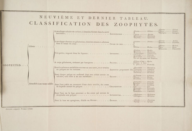 NA CVS RENTE SE UT ÉD IENRON DE RO TT AB LE ID: CLASSIFICATION DES ZOO PEL INMENERS Oursins. ‘0.00, Echinus CRE ur to: PBrissus. Spatagues es... Spatagus, À enveloppe calcaire ou coriace ; à intestins flottans dans la cavité INTÉTIQUTE. 1-0) URL ÉCHINODERMES . . . . LD e L e e e e e L e 8 + . e e. Asterie sscseosv Astertas. Holothurie +++. Æolothuria. Siponcles ++... Sipunculus, Actiniessesssees Acfinia. Actinies SRE RE 0e Actinia a OS Zoanthe 0... Zoanthus, À enveloppe charnue ou gélatineuse; intestins creusés et adhérens dans lätmasse du corps... A US7NI0NN ORTIES DE MER. Méduse. «oo. Medusa. Méduse 000,8 Medusa fn sue Beroe. Rhizostome +++. RAizostoma. Rotifères +-..+.+ Rozifer. Brachions. ++. Brachionus. 1h Très-petits ; nageant dans les liqueurs ee elle die Re Je Trichocerques +.+ Trichocercus. ÉNEFUSOIRES CCE Trichodes sv. Leucophres. AL ROC: Et tous les autres Trichoda. Leucophrus. vers infusoires. f FAURE ; Polypes à bras «+ Æydra. ù FASCOrps eélauneux, CroissantiparibDoureeons Me ee. IPOrvPrES ets «0.0.0, 00 (rirre à bou- L5 : quets.ssssseee Vorticella. MOOPHYITES. : . . : 4 Dont la substance médullaire traverse un axe corné, et se termine Flosculaires +... Floscularia. # énApOlypesieursles raineaux UN A NE NN A UE PO OPAYTES proprement dits. Tubulaires «..... Tubularia. à : js ses. Capsularia. L Sertulaires css... Seriularia. Dont chaque polype est renfermé dans une cellule cornée ou Collila een dns Galédire Sans ténir a Date mecuilLAre NE, PT ET ANR ESC ARES SL. RU NON ES Eee Pere Corallines +++ Corallina. Antipathes-++.+.« Antipathe. « . 1 è . Gorgone«++....+ Gorgonia. ; Attachés à un tronc solide. Dont l’axe solide est recouvert d’une chair sensible, des creux orale see Chu dedaquellesortentiles polypes M SN, RME PSM ICERATOPAYTES 4,0. 0e D NC IER RU STess Pennatules eee. Pennatula. Veretilles-sseese Weretillum. Ombellules-eese U/mbellula. Dont l’axe ou la base pierreuse a des creux qui servent de ES PS TÉCÉDIACLES AUX? DOÏNDES RAC UNE, PR EN RU LYTHOETTES. 00.04. An RE Peas Dont la base est spongieuse, friable ou fibreuse , . . . , .. ÉPONCES AU OPUS A PACE Reet Aleyonium. Eponge se....0.+ Spongia.