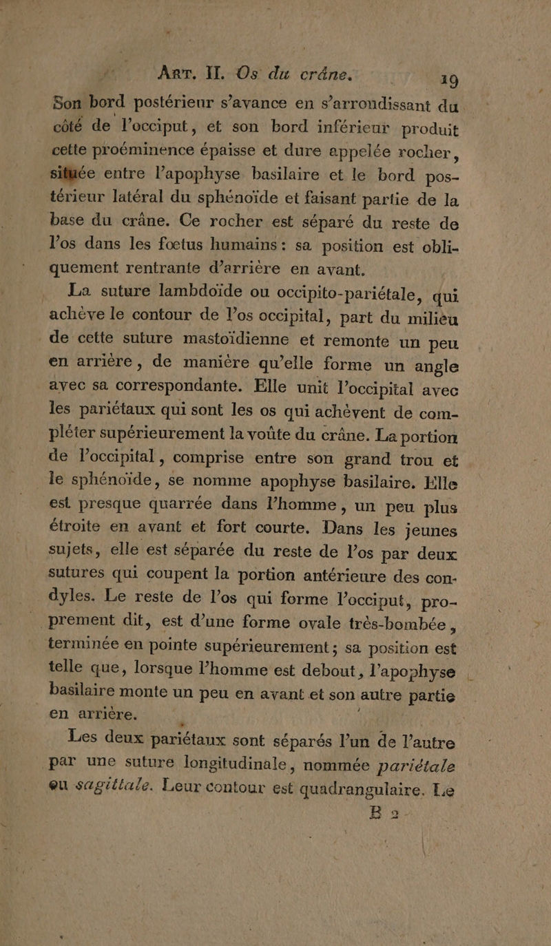 Son bord postérienr s’ayance en s’arrondissant du. côté de l’occiput, et son bord inférieur produit cette proéminence épaisse et dure appelée rocher, située entre l’apophyse basilaire et le bord pos- térieur latéral du sphénoïde et faisant partie de la base du crâne. Ce rocher est séparé du reste de l'os dans les foetus humains: sa position est obli. quement rentrante d’arrière en avant. . La suture lambdoïde ou occipito-pariétale, qui acheve le contour de Vos occipital, part du milieu de cette suture mastoïdienne et remonte un peu en arrière, de manière qu’elle forme un angle avec sa correspondante. Elle unit l’occipital avec les pariétaux qui sont les os qui achèvent de com- pléter supérieurement la voûte du crâne. La portion de l’occipital , comprise entre son grand trou et Île sphénoïde, se nomme apophyse basilaire. Elle est presque quarrée dans l’homme, un peu plus étroite en avant et fort courte. Dans les jeunes sujets, elle est séparée du reste de l'os par deux sutures qui coupent la portion antérieure des con: dyles. Le reste de l'os qui forme locciput, pro- _ prement dit, est d’une forme ovale très-bombée, terminée en pointe supérieurenment ; sa position est telle que, lorsque l’homme est debout, l’apophyse basilaire monte un peu en ayant et son anre partie en arrière. | Les deux pariétaux sont séparés l’un de l’autre par une suture longitudinale, nommée pariétale eu sagittale. Leur contour est quadrangulaire. Le B 2-