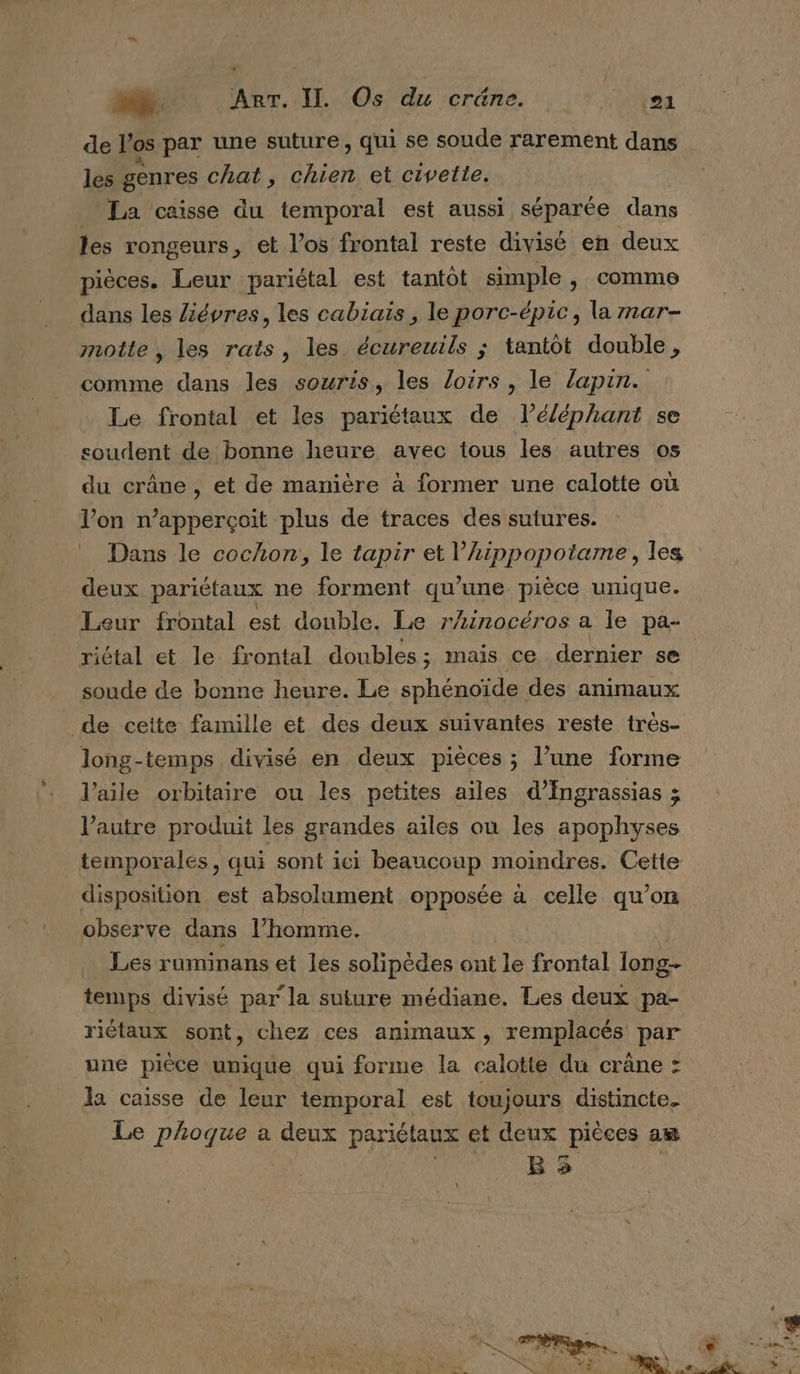 de l'os par une suture , qui se soude rarement dans les genres chat , DE et civetie. _ La caisse du temporal est aussi séparée dans les rongeurs, et los frontal reste divisé en deux pièces. Leur pariétal est tantôt simple , comme dans les Ziévres, les cabiais , le porc-épic, la mar- motte , les rats, les écureuils ; tantôt double, comme dans les souris, les loirs, le lapin. Le frontal et les pariétaux de l’éléphant se soudent de bonne heure avec tous les autres os du crâne , et de manière à former une calotte où l’on n’apperçoit plus de traces des sutures. Dans le cochon, le tapir et MUC les deux pariétaux ne forment qu'une pièce unique. Leur frontal est double. Le rinocéros a le pa- riétal et le frontal doubles; mais ce dernier se soude de bonne heure. Le sphénoïde des animaux de cette famille et des deux suivantes reste très- long-temps divisé en deux pièces ; l’une forme l'aile orbitaire ou les petites ailes d’Ingrassias ; l'autre produit les grandes ailes ou les apophyses temporalés, qui sont ici beaucoup moindres. Cette disposition est absolument opposée à celle qu’on observe dans l’homme. Les ruminans et les solipèdes ont le frontal long- temps divisé par la suture médiane. Les deux pa- riétaux sont, chez ces animaux, remplacés par une pièce unique qui forme la calotte du crâne : la caisse de leur temporal est toujours distincte. Le phoque a deux pariétaux et deux pièces am | B 3