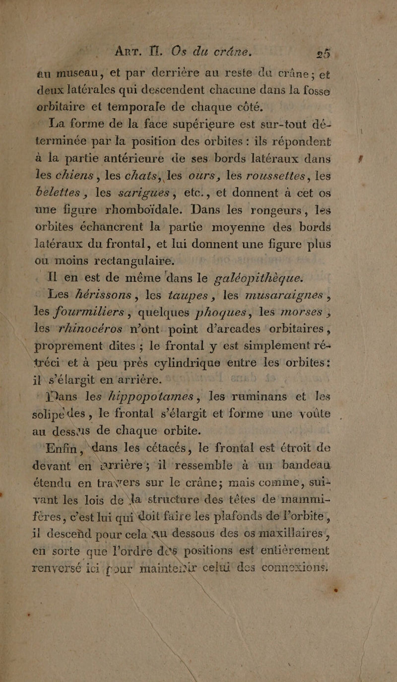 D au museau, et par derrière au reste du crâne; et deux latérales qui descendent chacune dans la fosse orbitaire et temporale de chaque côté. La forme de la face supérieure est sur-tout dé- terminée par la position des orbites : ils répondent à la partie antérieure de ses bords latéraux dans les chiens, les chats, les ours, les roussettes, les une figure rhomboïdale. Dans les rongeurs, les orbites échancrent la partie moyenne des bords latéraux du frontal, et lui donnent une figure plus ou moins rectangulaire. Les Aérissons , les taupes, les musaraignes, les fourmiliers ; quelques phoques, les morses , les rhinocéros n’ont point d’arcades orbitaires, proprement dites ; le frontal y est simplement ré- tréci et à peu près cylindrique entre les orbites: il s’élargit en arrière. | Mans les Aippopotames, les raminans et les solipe des, le frontal s’élargit et forme une vote au dessus de chaque orbite. Enfin, dans les cétacés, le frontal est étroit de devant en wrière ; il ressemble à un bandeau étendu en travers sur le crâne; mais comme, sui vant les lois de \a structure er têtes de marmmi- fères, c’est lui qui doit faire les plafonds de l’orbite, en sorte que l’ordre dès positions est entiérement TCRVErsÉ ici four maintenir celui des conn°xions. \ |