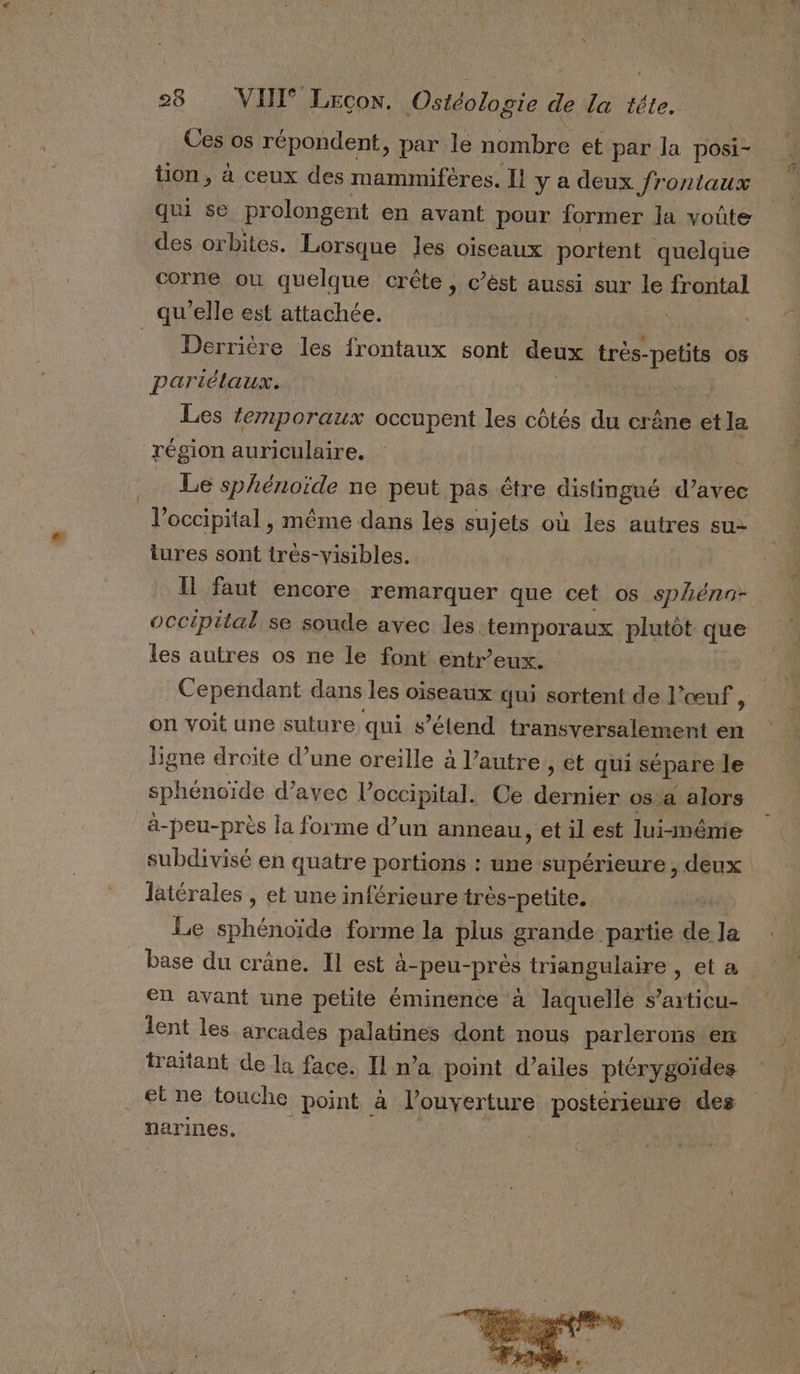 Ces os répondent, par le nombre et par la posi- tion, à ceux des mammiféres. Il y a deux Jrontaux qui se prolongent en avant pour former la voûte des orbites. Lorsque les oiseaux portent quelque corne ou quelque crête , c’ést aussi sur le frontal qu'elle est attachée. = Derrière les frontaux sont deux très-petits os partélaux. Les temporaux occupent les côtés du crène et la région auriculaire. | Le sphénoide ne peut pas être distingué d’avec l’occipital , même dans les sujets où les autres su- tures sont très-visibles. Il faut encore remarquer que cet os sphéna- occipital se soude avec les temporaux plutôt que les autres os ne le font entr’eux. Cependant dans les oiseaux qui sortent de l’œuf , on voit une suture qui s’élend transversalement en ligne droite d’une oreille à l’autre, et qui sépare le sphénoïde d'avec l’occipital. Ce Due os a alors à-peu-près la forme d’un anneau, et il est lui-ménie subdivisé en quatre portions : une supérieure, deux latérales , et une inférieure très-petite. Le ho forme la plus grande partie de Ja base du crâne. Il est à-peu-près triangulaire , et a En avant une petite éminence à laquelle s’aiticu- lent les arcades palatines dont nous parlerons en traitant de la face. Il n’a point d’ailes ptérygoïdes et ne touche point à louverture postérieure des narines.