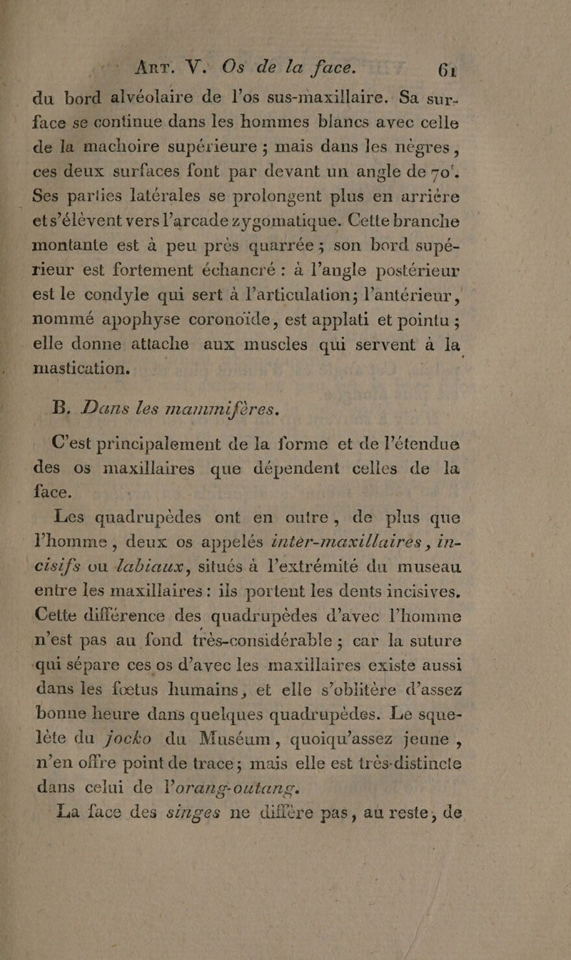 du bord alvéolaire de l’os sus-maxillaire. Sa sur- face se continue dans les hommes blancs avec celle de la machoire supérieure ; mais dans les nègres, ces deux surfaces font par devant un angle de 70‘. Ses parties latérales se prolongent plus en arrière ets’élévent vers l’arcade zygomatique. Cette branche montante est à peu près quarrée ; son bord supé- rieur est fortement échancré : à l’angle postérieur est le condyle qui sert à l’articulation; l’antérieur , nommé apophyse coronoïde, est applati et pointu ; elle donne attache aux muscles qui servent à la mastication. B. Dans Les MAIN) ères. C’est principalement de la forme et de l’étendue des os maxillaires que dépendent celles de la face. Les quadrupèdes ont en outre, de plus que l’homme , deux os appelés intèr-maxillaires, in- cisifs vu labiaux, situés à l'extrémité du museau entre les maxillaires : ils portent les dents incisives. Cette différence des quadrupèdes d'avec l’homine n'est pas au fond très-considérable ; car la suture dans les fœtus humains, et elle s’oblitère d’assez bonne heure dans quelques quadrupèdes. Le sque- lète du jocko du Muséum, quoiqu’assez jeune, n’en offre point de trace; mais elle est très-distincte La face des singes ne diffère pas, au reste, de