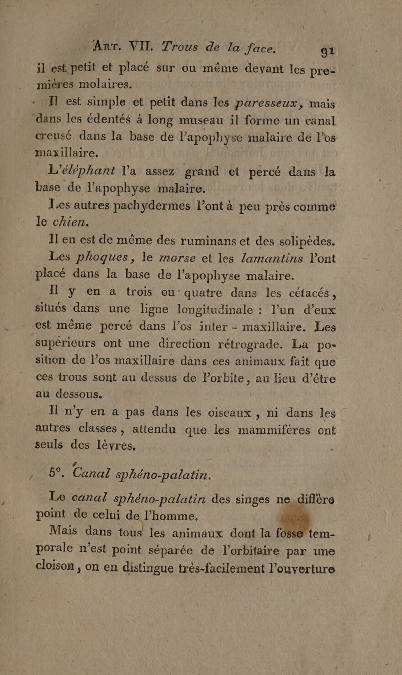 il est petit et placé sur ou même devant les pre- mières molaires. + Il est simple et petit dans les paresseux, mais dans Îles édentés à long museau il forme un canal creusé dans la base de l’apophyse malaire de l’os maxillaire. L’éléphant Va assez grand et percé dans la base de l’apophyse malaire. Les autres pachydermes l’ont à peu près comme le chien. Il en est de même des ruminans et des solipèdes. Les phoques, le morse et les lamantins l'ont placé dans la base de lapophyse malaire. _ 1] y en a trois ou' quatre dans les cétacés, situés dans une ligne longitudinale : l’un d’eux est même percé dans l’os inter - maxillaire. Les supérieurs ont une direction rétrograde. La po- siion de l’os maxillaire dans ces animaux fait que ces trous sont au dessus de l'orbite, au lieu d’être au dessous. Il n’y en a pas dans les oiseaux , ni dans les! autres classes, attendu que les mammifères ont seuls des lèvres. , 5°. Canal sphéno-palatin. Le canal Sphéno-palatin des singes ne difièra point de celui de l’homme. Mais dans tous les animaux dont la fo se tem- porale n’est point séparée de l’orbitaire par une cloison , on en distingue trés-facilement l’ouverture