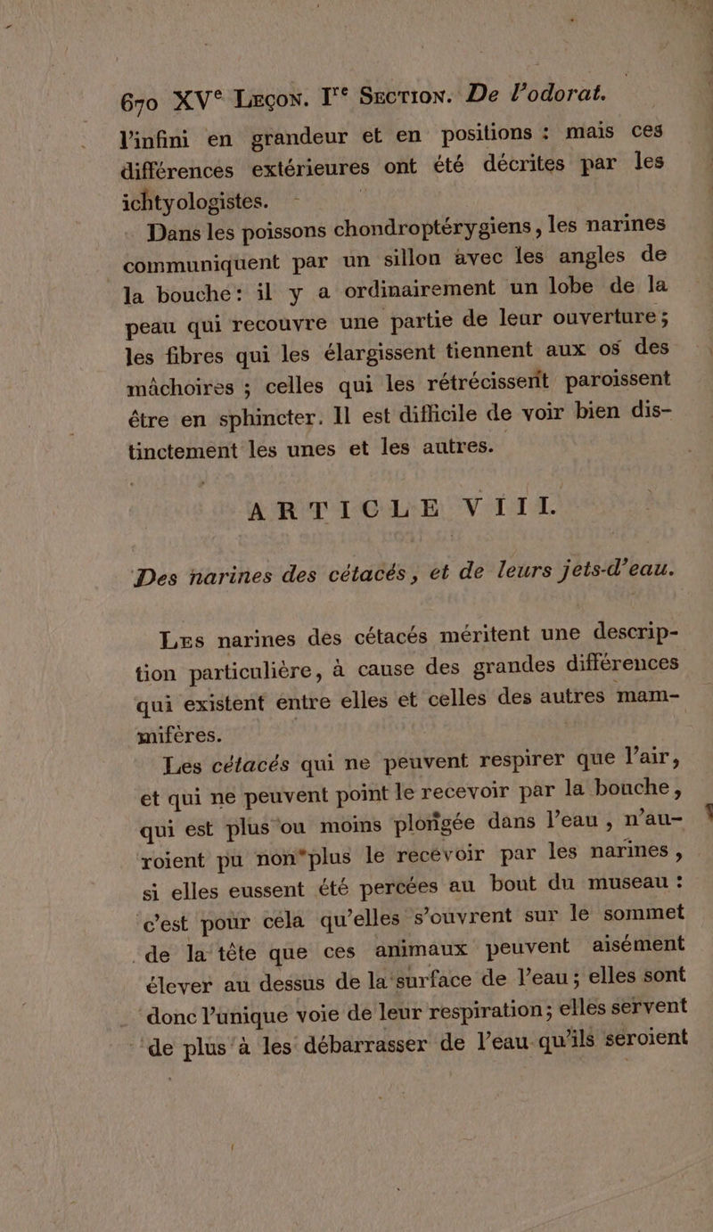 l'infini en grandeur et en positions : mais ces différences extérieures ont été décrites par les ichtyologistes. Dans les poissons chondroptérygiens, les narines communiquent par un sillon avec les angles de la bouche: il y a ordinairement un lobe de la peau qui recouvre une partie de leur ouverture ; les fibres qui les élargissent tiennent aux 08 des mâchoires ; celles qui les rétrécisserit paroissent être en sphincter. Il est difficile de voir bien dis- tinctement les unes et les autres. ARTICLE VIIL Des narines des cétacés, et de leurs jets-d’eau. Les narines des cétacés méritent une descrip- tion particulière, à cause des grandes différences qui existent entre elles et celles des autres mam- imifères. | Les cétacés qui ne peuvent respirer que l'air, et qui ne peuvent point le recevoir par la bouche, qui est plus ou moins plongée dans l’eau , n’au- roient pu non*plus le recévoir par les narines, si elles eussent été percées au bout du museau : c’est pour cela qu’elles s'ouvrent sur le sommet ‘de la tête que ces animaux peuvent aisément élever au dessus de la surface de l’eau ; elles sont donc l’unique voie de leur respiration; elles servent de plus'à les débarrasser de l’eau qu’ils séroient