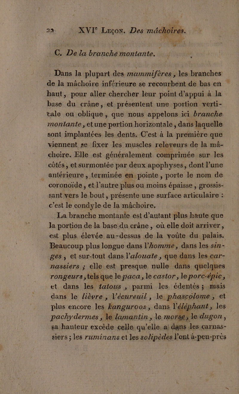 Le : { ; C. Le la branche montante. Dans la plupart des mammifères , les branches de la mâchoire inférieure se recourbent de bas en haut, pour aller chercher leur point d'appui à la base du crâne, et présentent une portion verti- montante , etune pertion horizontale , dans laquelle sont implantées les dents. C’est à la prémière que viennent se fixer les muscles releveurs de la mà- choire. Elle est généralement comprimée sur les côtés, et surmontée par deux apophyses, dont l’une antérieure , terminée en pointe, porte le nom de _coronoïde, et l’autre plus ou moins épaisse , grossis- sant vers le bout, présente une surface articulaire : c'est le condyle de la mâchoire. La branche montante est d’autant plus haute que Ja portion de la base du crâne, où elle doit arriver, est plus élevée au-dessus de la voute du palais. Beaucoup plus longue dans l’homme, dans les sin- ges, et sur-tout dans lalouate , que dans les car- nassiers ; elle est presque nulle dans qhelupes rongeurs, tels que le paca, le castor, le porc-épic ” et dans les tatous , parmi les édentés ; mais plus encore les fanguroos, dans lé léphant, les pachy dermes , le lamantin , le TnOTSE ; ; le dugon , sa hauteur excède celle qu’elle. a dans les çarnas- siers ; les rurninans et les solipèdes l’ont à-peu-près À