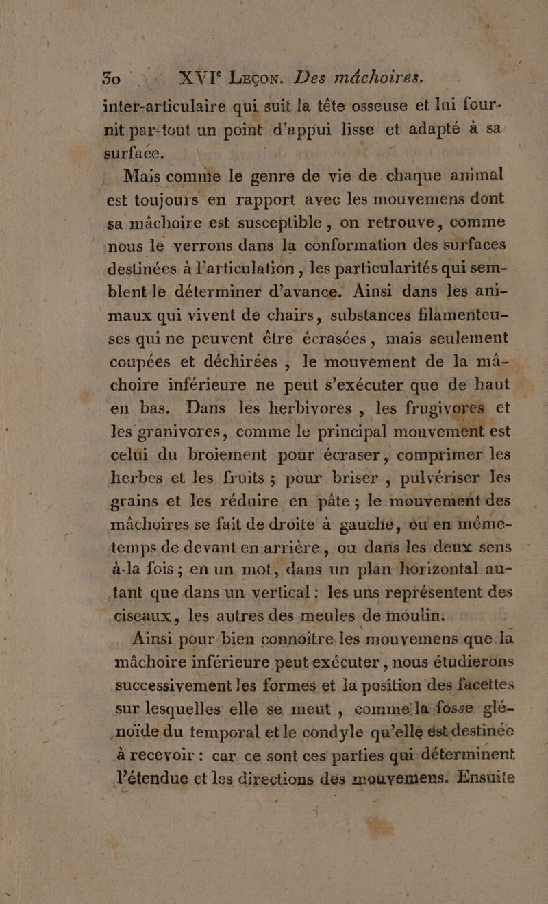 inter-articulaire qui suit la tête osseuse et lui four- nit par-tout un point d'appui lisse Fi adapté à sa. surface, Mais comme le genre de vie de chaque animal est toujours en rapport avec les mouvemens dont sa mâchoire est susceptible , on retrouve, comme nous le verrons dans la conformation des surfaces destinées à l'articulation, les particularités qui sem- blent le déterminer d'avance. Ainsi dans les ani- maux qui vivent de chairs, substances filamenteu- ses qui ne peuvent êlre écrasées, mais seulement coupées et déchirées , le mouvement de la mâ- choire inférieure ne peut s’exécuter que de haut en bas. Dans les herbivores , les frugivores et les granivores, comme le principal mouvement est celui du broïiement pour écraser, comprimer les herbes et les fruits ; pour briser , pulvériser les grains et les réduire én pate; le mouvement des mächoires se fait de droite à gauchié, ou en même- temps de devant en arrière, ou dans les deux sens à-la fois; en un mot, dans un plan horizontal au- tant que dans un vertical : les uns représentent des ciseaux, les autres des meules de moulin. Aïnsi pour bien connoïtre les mouvemens que la mâchoire inférieure peut exécuter , nous étudierons successivement les formes et la position des facettes sur lesquelles elle se meut |, commela fosse glé- .noïde du temporal et le condyle qu'elle éstdestinee à receyoir : car ce sont ces parties qui déterminent Vétendue et les directions des mouvemens. Ensuite {