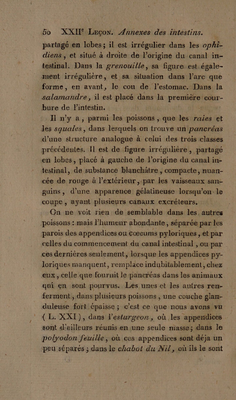 partagé en lobes; il est irrégulier dans les ophi- diens , et situé à droite de l'originé du canal in- testinal. Dans la grenouille, sa figure est égale- _ ment irrégulière, et sa situation dans l’arc que forme, en avant, le cou de, l’estomac. Dans la salamandre , il est placé dans la ae di: cour- bure de l'intestin. | Il n’y a, parmi les poissons , que les raies et les squales, dans lesquels on trouve un pancréas d’une structure analogue à celui des trois classes précédentes. Il est de figure irrégulière, partagé en lobes, placé à gauche de l’origine du canal in- testinal, de substance blanchâtre , compacte, nuan- cée de rouge à l’extérieur , par les vaisseaux san- guins, d’une apparence gélatineuse lorsqu'on: le coupe , ayant plusieurs canaux excréteurs. Gn ne voit rien de semblable dans les, autres poissons : mais l'humeur abondante, séparée par les parois des appendices ou coscums pyloriques , et par celles du commencement du canal intestinal , ou par ces dernières seulement, lorsque les appendices py- loriques manquent, remplace indubitablement, chez eux, celle que fournit le pancréas dans les animaux qui en sont pourvus. Les unes et les autres ren- ferment, dans plusieurs poissons , une couche glan- duleuse fort épaisse ; c’est ce que nous avons vu { L. XXI), dans lesturgeon, où les appendices sont d’ailleurs réunis en une seule masse; dans le polyodon feuille, où ces appendices in déja un peu séparés ; dans le chabot du Nil, où äls le sont