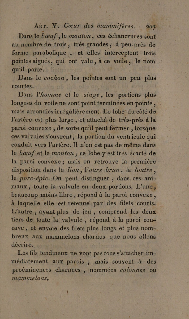 Dans le bœuf ,le mouton, ces échancrures sont au nombre de trois, très-grandes, à-peu-près de forme. parabolique , et elles interceptent trois pointes aiguës, qui ont valu, à ce voile, le nom qu'il porte. Dans le cacfon/, les pointes sont un peu po courtes. Dans l’omme et le pe a les portions plus longues du voile ne sont point terminées en pointe, mais arrondies irrégulièrement. Le lobe du côté de l'artère est plus large , et attaché de très-près à la paroi convexe , de sorte qu’il peut fermer , lorsque ces valvules s'ouvrent, la portion du ventricule qui conduit vers l'artère. Il n’en ést pas de même dans le bœuf et le mouton ; ce lohe y est très-écarté de la paroi convexe ; maïs on retrouve la premiére disposition dans le Zion, l'ours brun, la loutre, le porc-épic. On peut distinguer , dans ces ani- maux, tonte la valvule en deux portions. l’une, beaucoup moins libre , répond à la paroi convexe, à laquelle elle est retenue par des filets courts. L'autre , ayant plus de jeu , comprend les deux tiers de toute la valvule , répond à la paroi con+ cave , et envoie des filets plus longs et plus nom- breux aux mammelons charnus que nous allons décrire. | Les fils tendineux ne vont pas tous s’attacher im- médiatement aux parois , mais souyent à des proéminences charnues ; nommées colonnes ou mnarninelons,