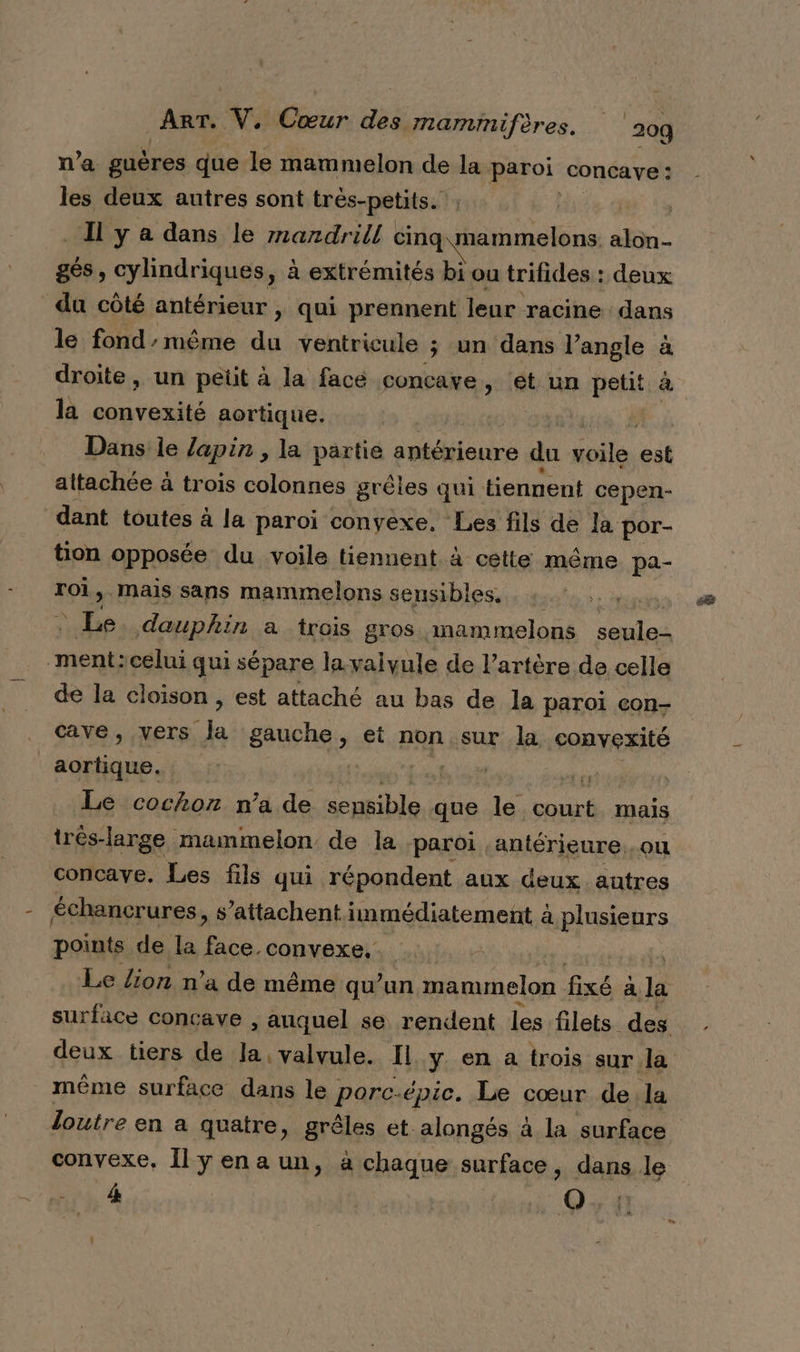 n’a guères que le mammelon de la piroi concave : les deux autres sont trés-petits. | Il y a dans le mandrill cing\mammelons alon- gés, cylindriques, à extrémités bi ou trifides : deux du côté antérieur , qui prennent leur racine dans le fond’même du ventricule ; un dans l’angle à droite, un petit à la facé concaye, et un petit à la convexité aortique. Dans ie /apin , la partie antérieure du Dole, est attachée à trois colonnes grèles qui tiennent cepen- dant toutes à la paroi convexe. Les fils de la por- tion opposée du voile tiennent à cette même pa- roi, mais sans mammelons sensibles. : Le. dauphin a trois gros mammelons ls ment: celui qui sépare la vaivule de l'artère de celle de la cloison , est attaché au bas de la paroi con- cave, vers x gauche, et non sur la convexité reg ts # Le cochon n’a de sepsiblo que le ser mais irês-large mammelon de la ‘paroi ,antérieure.. ou concave. Les fils qui répondent aux deux autres échancrures, s’attachent immédiatement à plusieurs points de la face. convexe. Le Zion n’a de même qu’un mammelon fixé à le surface concave , anquel se rendent les filets des deux tiers de la, valvule. Il y en a trois sur la même surface dans le porc.épic. Le cœur dela loutre en a quatre, grêles et alongés à la surface convexe, Îlyenaun, à chaque surface , dans le 4 | O