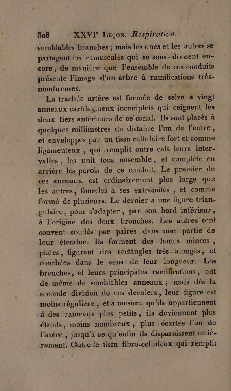 semblables branches ; maïs les unes et les autres se partagent en ramuscules qui se sous - divisent en- core, de manière que l’ensemble de ces conduits présente l’image d’un arbre à ratnifications très- nombreuses. Du La trachée artère est formée de seize à vingt anneaux carlilagineux incomplets qui ceignent les deux tiers antérieurs de ce canal. Ils sont placés à quelques millimètres de distance l’un de l’autre, et enveloppés par un tissu cellulaire fort et comme ligamenteux , qui remplit outre cela leurs inter- valles , les unit tous ensemble, et complète en arrière les paroïs de ce conduit, Le premier de ces anneaux est ordinairement plus large que les autres, fourchu à ses extrémités ; et comme formé de plusieurs. Le dernier a une figure trian- sulaire, pour s’adapter, par son bord inférieur, à l’origine des deux. bronches. Les autres sont souvent soudés par paires .dans une partie de leur étendue. Ils forment des lames minces , plates, figurant des rectangles très-alongés, et courbées dans le sens de leur longueur. Les bronches, et leurs principales ramifications, ont de même de semblables anneaux ; mais dès la seconde division de ces derniers, leur figure est moins régulière , et à mesure qu’ils appartiennent à des rameaux plus petits, ils deviennent plus étroits, moins nombreux, plus écartés l’un de l'autre , jusqu’à ce qu’enfin ils disparoissent entié- rement. Outre le üssu fibro-celluleux qui remplit