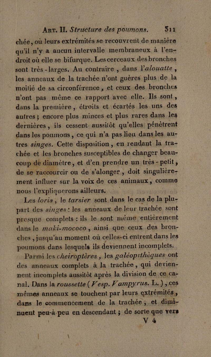 chée , où leurs extrémités se recouvrent de manière qu'il n’y à aucun intervalle membraneux à l’en- droit où elle se bifurque. Les cerceaux des bronches sont très-larges. Au contraire , dans l’alouaite , les anneaux de la trachée n’ont guères plus de la moilié de sa circonférence , et ceux des bronches n’ont pas même ce rapport avec elle. Ils sont, dans la première, étroits et écartés les uns des autres ; encore plus minces et plus rares dans les dernières , ils cessent aussitôt qu’elles pénètrent dans les poumons, ce qui n’a pas lieu dans les au- tres singes. Cette disposition, en rendant la tra- chée et les bronches susceptibles de changer beau- coup. de diamètre, et d'en prendre un très - petit, de se raccourcir ou de s’alonger, doit singulière- ment influer sur la voix de ces animaux, comme nous l’expliquerons ailleurs. Les Loris, le tarsier sont dans le cas de la plu- part des singes! les anneaux de leur trachée sont presque. complets : ils le sont même entièrement dansle maki-mococo, ainsi que ceux des bron- ches , jusqu’au moment où celles-ci entrent dans les poumons dans lesquels ils deviennent incomplets. Parmi les cheiroptères , les galéopithèques ont des anneaux complets à la trachée, qui devien- nent incomplets aussitôt après la division de ce,ca- nal. Dans la roussette( Fesp. Fampyrus. L.) , ces mêmes anneaux se touchent par leurs extrémités, dans le commencement de la trachée , et dimi- nuent renh peu en descendant ; de sorte que vers V 4