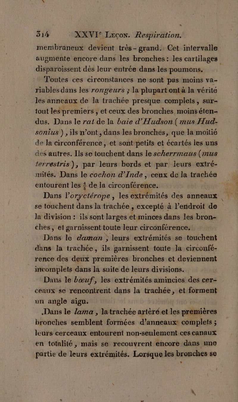 membraneux devient très- grand. Cet intervalle augmente encore dans les bronches: les cartilages disparoissent dès leur entrée dans les poumons. ; l'outes ces circonstances ne sont pas moins va- riables dans les rongeurs ; la plupart ont à la vérité les anneaux de la trachée presque complets, sur- tout les premiers , et ceux des bronches moinséten- dus. Dans le rat de la baie d'Hudson ( mus Hud- sonius ), ils n’ont, dans les bronchés, que la moitié de Ta circonférence, et sont petits et écartés les uns des autres. Ils se touchent dans le scherrmaus (mus terrestris), par leurs bords et par leurs extré- mités. Dans le cochon d'Inde, ceux de la trachée entourent les À de la circonférence. Lx Dans l’oryctérope , les extrémités des anneaux se touchent dans la trachée , excepté à l’endroit de la division : ils sont larges et minces dans les bron- ches, et garnissent toute leur circonférence. | Dans le daman ; leurs extrémités se touchent dans la trachée, ils garnissent toute la circonfé- rence des deux premières bronches et deviennent incomplets dans la suite de leurs divisions. Daus le bœuf, les extrémités amincies des cer- ceaux se rencontrent dans la trachée, et forment un angle aigu. Dans le /ama , la trachée artèréeet les premières bronches semblent formées d’anneaux: complets ; leurs cerceaux entourent non-seulement ces canaux en totalité, maïs se recouvrent encore dans une partie de leurs extrémités. Lorsque les bronches se v (