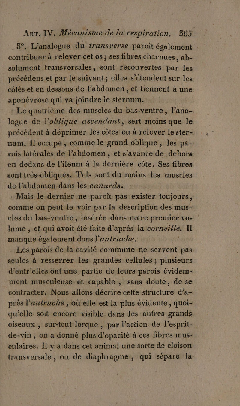 . 5°. L’analogue du transverse paroît également - contribuer à relever cet os; ses fibres charnues ab: solument transversales, sont recouvertes par les précédens el par le suivant; elles s'étendent sur les côtés et en dessous de l’abdomen , et tiennent à une aponévrose qui va joindre le sternum. : Le quatrième des muscles du bas-ventre, l’ana- logue de l’oblique ascendant, sert moins que le précédent à déprimer les côtes ou à relever le ster- num, Il occupe , comme le grand oblique , les pa- rois latérales de l’abdomen , et s’avance de dehors en dedans de l’ileum à la dernière côte. Ses fibres sont très-obliques. T'els sont du moins les muscles de l’abdomen dans les canards. : Mais le dernier ne paroïît pas exister toujours, comme on peut le voir par la description des mus- ‘cles du bas-ventre , insérée dans notre premier vo- lume , et qui avoit éié faite d’après la corneille. Il manque également dans l'autruche. AM Les past de la cavité commune ne servent pas seules à resserrer les grandes cellules ; plusieurs d’entr’elles ont une partie de leurs parois évidem- ment musculeuse et capable , sans doute, de se contracter. Nous allons décrire cette structure d’a- près l’autruche , où elle est la plus évidente , quoi- qu’elle soit encore visible dans les autres grands oiseaux , sur-tout lorque , par l’action de l’esprit- de-vin , on a donné plus d’opacité à ces fibres mus- culaires. Il y a dans cet animal une sorte de cloison transversale , ou de diaphragme, qui sépare la