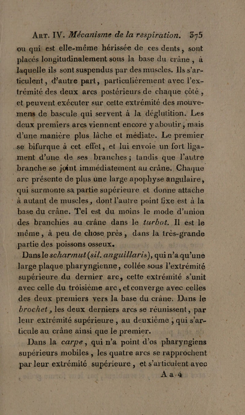 ou qui est elle-même hérissée de ces dents, sont placés longitudinalement sous la base du crâne, à laquelle ils sont suspendus par des muscles. Ils s’ar- ticulent , d'autre part, particulièrement avec l’ex- trémité des deux arcs postérieurs de chaque côté, et peuvent exécuter sur celte extrémité des mouve- mens de bascule qui servent à la déglutition. Les deux premiers arcs viennent encore yaboutir, mais d’une manière plus lâche et médiate. Le premier ment d’une de ses branches ; tandis que l’autre arc présente de plus une large apophyse angulaire, qui surmonte sa partie supérieure et donne attache à autant de muscles, dont l’autre point fixe est à la base du crâne. Tel est du moins le mode d’union des branchies au crâne dans le turbot. Il est le partie des poissons osseUXe | Dansle scharmut (sil. ue. quin’aqu’une large plaque pharyngienne, collée sous l’extrémité supérieure du dernier arc, cette extr émité s’unit avec celle du troisième arc, etconverge avec celles des deux premiers vers la pes du crâne. Dans le brochet , les deux derniers arcs se réunissent, bee leur extrémité supérieure , au deuxième ; qui s’ar- ticule au crâne ainsi que le premier. | Dans la carpe, qui n’a point d’os pharyngiens supérieurs mobiles , les quatre arcs se rapprochent par leur extrémité supérieure, et s’articulent avec Aa.&amp;