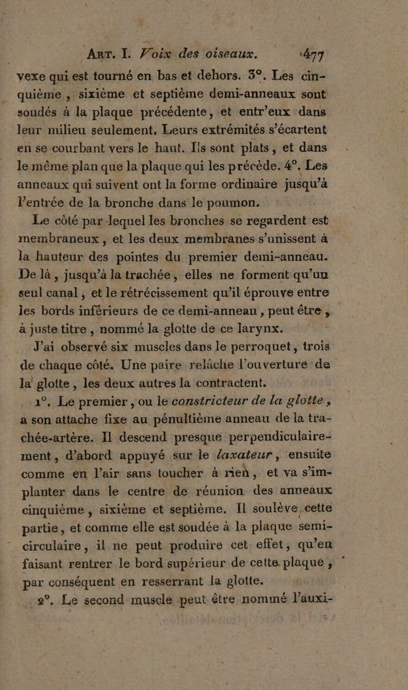 vexe quiest tourné en bas et dehors. 3°. Les cin- quième , sixième et septième demi-anneaux sont soudés à la plaque précédente, et entr’eux dans leur milieu seulement, Leurs extrémités s’écartent en se courbant vers le haut. Ils sont plats, et dans le même plan que la plaque qui les précède. 4°. Les anneaux qui suivent ont la forme ordinaire jusqu’à l’entrée de la bronche dans le poumon. Le côté par-lequel les bronches se regardent est membraneux , et les deux membranes s’unissent à la hauteur des pointes du premier demi-anneau. De là , jusqu’à la trachée, elles ne forment qu’un seul canal , et le rétrécissement qu’il éprouve entre les bords inférieurs de ce demi-annean , peut être , a juste titre, nommé la glotte de ce larynx. J'ai observé six muscles dans le perroquet, trois de chaque côté. Une paire relâche l'ouverture de la glotte, les deux autres la contractent. 1°, Le premier , ou le constricteur de la glotte, a son attache fixe au pénultième anneau de la tra- chée-artère. Il descend presque perpendiculaire- ment, d’abord appuyé sur le laxateur, ensuite comme en l’air sans toucher à rien, et va s’im- planter dans le centre de réunion des anneaux cinquième , sixième et septième. Îl soulève cette partie, et comme elle est soudée à la plaque semi- circulaire, il. ne peut produire cet effet, qu’en faisant rentrer le bord supérieur de cette plaque , par conséquent en resserrant la glotte. _2°, Le second muscle peut être nommé l'auxi-