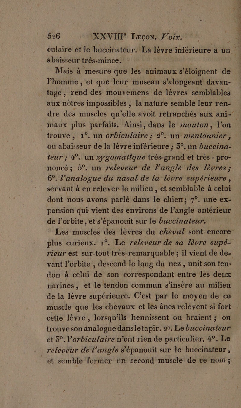 { 596 KXVIII Lecow. Voix. — abaisseur très-mince. | Mais à mesure que les animaux s’éloignent de l’homme , et que leur museau s’alongeant davan- tage , rend des mouvemens de lèvres semblables aux nôtres impossibles , la nature semble leur ren- maux plus parfaits. Ainsi, dans le z7outon, l'on trouve , 1°. un orbiculaire ; 9°. un mentonnier, ou abaïsseur de la lèvre inférieure ; 3°. un buccina- teur ; 4°. un zygomatique très-grand et très - pro- noncé ; 5°. un releveur de l’angle des lèvres ; 6°. l’analogue du nasal de la lèvre supérieure, servant à en relever le milieu , et semblable à celui dont nous avons parlé dans le chier; 7°. une ex- de l'orbite, et s’épanouit sur le buccinateur. Les muscles des lèvres du cheval sont encore plus curieux. 1°. Le releveur de sa lèvre supé- rieur ést sur-tout trèés-remarquable ; il vient de de- vant l’orbite , descend le long du nez, unit son ten- don à celui de son correspondant entre les deux parines, et le tendon commun s’insère au milieu de la lèvre supérieure. C’est par le moyen de ce muscle que les chevaux et les ânes relèvent si fort cette lèvre, lorsqu’ils hennissent ou braient ; on trouve son analogue dansletapir. 20. Le buccinateur et 5°. l’orbiculaire n’ont rien de particulier. 4°. Le releveur de l’angle s’épanouit sur le buccinateur , et semble former un second muscle de ce nom;