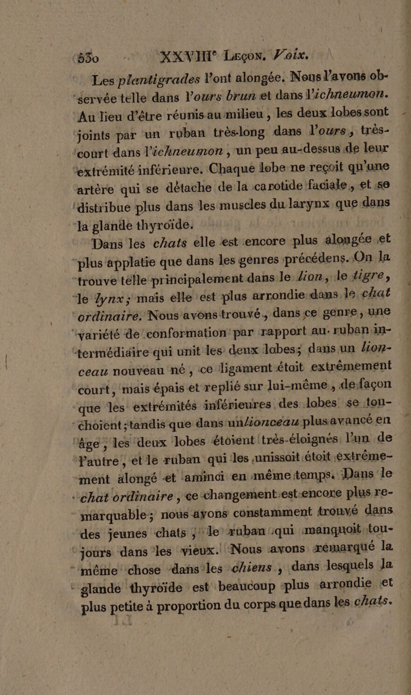 (830 XXVIHT Leçon, Voix. Les plentigrades Vont alongée. Nous l'avons ob- “Servée telle dans l'ours brun et dans l’ic/neumon. Au lieu d’être réunis au milieu , les deux lobessont ‘joints par un ruban trèslong dans l'ours, très- court dans l’échneumon ,'un peu au-dessus de leur extrémité inférieure. Chaque lobe ne reçoit qu'une artère qui se détache de la carotide ‘faciale, et 56 ‘distribue plus dans les muscles du larynx que dans ‘Ja glande thyroïde. APAILUTTS AE Dans les chats elle «est encore plus alongée et “plus applatie que dans les genres précédens. On la “trouve télle principalement dans le lion, le tigre, “le Zynx; maïs elle est plus arrondie dans le chat ordinaire. Nous avons trouvé., dans ce genre, uñe “variété de conformation par rapport au: ruban in- termédidire qui unit les deux labes; dans un lion- ceau nouveau né, ce Jligament était extrêmement court , mais épais et replié sur lui-même, defaçon que les extrémités inférieures des lobes se :tou- choient ;tandis que dans un/ionceau plusavancé en ‘âge , les deux lobes étoient ! très-éloignés l'un de Pautre’, ét le rüban qui les unissoit étoit extrême- ment alongé «et aminci en même temps. Dans le ‘chat ordinaire , ce changement.est-encore plus re- - marquable; nous ayons constamment trouvé dans des jeunes chats ; le ruban qui amanquoit tou- ‘jours dans les vieux. Nous avons æxémarqué la ‘même chose ‘dans les chiens., dans lesquels la - glande thyroïde est beaucoup ‘plus arrondie €t plus petite à proportion du corps que dans les chats.