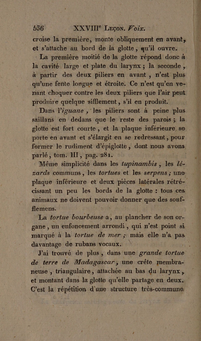 croise la première, monte obliquement en avant, et s’attache au bord de la glotte, qu’il ouvre. La première moitié de la glotte répond donc à la cavité large et plate du larynx ; la seconde , à partir des deux piliers en avant , n’est plus nant choquer contre les deux pikers que l’air peut produire quelque sifflement , s’il en produit. Dans l’iguane , les piliers sont à peine plus saillans en dedans que le reste des parois ; la glotte est fort courte , et la plaque inférieure se porte en ayant et s’élargit en se redressant , pour parlé, tom. HT, pag. 281. Même éinplicité dans les tupinambis , les lé- zards communs, les tortues et les serpens ; une cissant un peu les bords de la glotte : tous ces animaux ne doivent pouvoir donner que des souf- flemens. #7h | La tortue bourbeuse a, au plancher de son or- gane , un enfoncement arrondi , qui n’est point si marqué à la tortue de mer ; mais elle n’a pas davantage de rubans vocaux. J'ai trouvé de plus, dans une grande tortue de terre de Madagascar; une crête membra- neuse , triangulaire, attachée au bas du larynx, et montant dans la glotte qu’elle partage en deux. C’est la répétition d'une structure très-communeé,