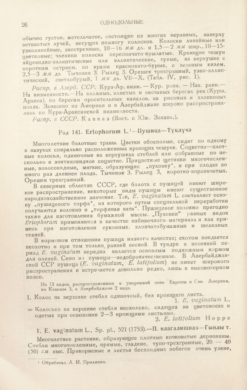 ОДНОДОЛЬНЫЕ обычно густое, метельчатое, состоящее из многих неравных, наверху ветвистых лучей, несущих помногу колосков «оаоски линейные им. узколинейные, заостренные, 10 16 мм д,,. и 1,5 Р-> цветковые; членики колоска перепончато-крылатые. Кроющие чешуи яйцевидно-эллиптические или эллиптические, тупые, на верхушке с коротким острием, по краям красновато-бурые, с зеленым килем, 2,5—3 мм дл Тычинок 3. Рылец 3. Орешек трехгранньщ, узко-эллип- тический, светлобурый, 1 ММ дл. VII- X. (Табл. IV, рис. 1). Распр. в Азерб. ССР. Кура-Ар. низм. — Кур. равн. Нах. равн. На низменности. —На влажных, илистых и песчаных оерегах рек (Куры, Аоакса), по берегам оросительных каналов, на рисовых и хлопковых полях. Занесено из Америки и в Азербайджане широко распространи- лось по Кура-Араксинской низменности. Распр. в СССР. Кавказ (Воет, и Юж. Закавк.). Род 141. ЕгіорЬогиш Ь.1—Пушица—Туклучэ Многолетние болотные травы. Цветки обоеполые, сидят по одному в пазухах спирально расположенных кроющих чешуек. Соцветия плот ные колосья, одиночные на верхушках стеблей или собранные по не¬ сколько в зонтиковидное соцветие. Прицветные щетинки многочислен¬ ные, волосовидные, мягкие, образующие „пуховку , и при плодах во много раз длиннее плода. Тычинок 3. Рылец 3, коротко-ворсинчатых. Орешек трехгранный. В северных областях СССР, где болота с пушицеи имеют широ¬ кое распространение, некоторые виды пушицы имеют существенное народнохозяйственное значение. Так, Е. ѵа&паШт Ь. составляет осно¬ ву „пушицевого торфа, из которого путем специальном переработки получаются волокно и „торфяная вата. Пушицевое волокно пригодно также для изготовления бумажной массы. „Пуховки разных видов Егіоркотт Применяются в качестве набивочного материала и как при¬ месь при изготовлении суконных, хлопчатобумажных и шелковых о тканей В кормовом отношении пушица низкого качества; скотом поедается неохотно и при том только ранней весной. В тундре в весенний пе¬ риод г ѵагіпаіит нередко является основным подножным кормом для оленей. Сено из пушицы—недоброкачественное. Ь Азербайджан¬ ской ССР пѵшица (Е. ѵа&паіит, Е. ІаЩоІшт) не имеет широкого распространения и встречается довольно редко, лишь в высокогорном поясе. Из 13 видов, распространенных в умеренной зоне Европы и Сев. Америки, на Кавказе 3, в Азербайджане 2 вида. 1. Колос на вершине стебля одиночный, без кроющего^листам^ — Колосьев на вершине стебля несколько, сидящих на цветоносах и одетых при основании 2—3 кроющими листьями. А и 2. Е. Іаіііоішт Норре 1. Е. ѵааіпаІшпЬ., 5р. Р1., 521 (1753).—П. влагалищная-Гынлы т. Многолетнее растение, образующее плотные кочковатые дерновины. Стебли многочисленные, прямые, гладкие, тупо-трехгранные, А. 4 (50) см выс. Прикорневые и листья бесплодных побегов очень узкие, 1 Обработал Л. И. Прилипко.