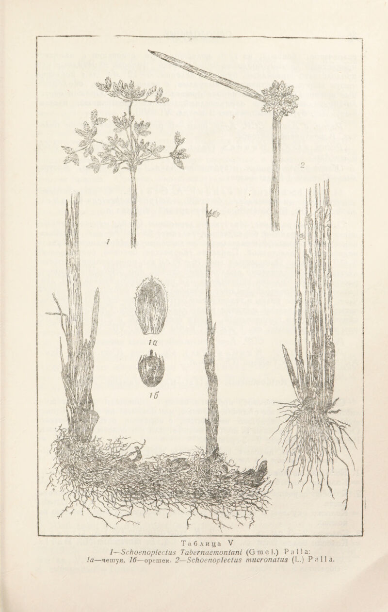 1— ЗсНоепорІесіиз ТаЪегпаетопІапі (Оше 1.) Р а 1 1 а: Іа—чешуя, 16— орешек. 2—$скоепорІес1и8 тисгопаіиз (Ь.) Р я 11 а.
