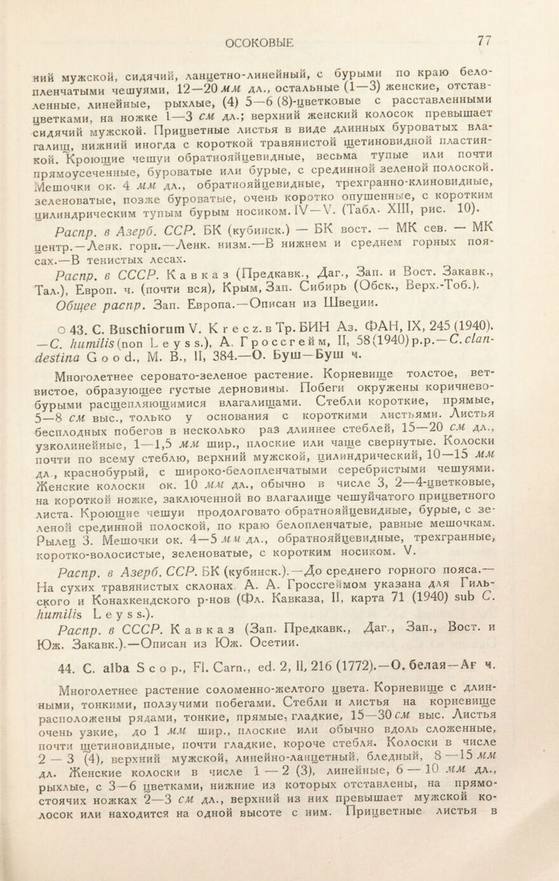 ний мужской, сидячий, ланцетно-линейный, с бурыми по краю бело¬ пленчатыми чешуями, 12—20 мм дл., остальные (1—3) женские, отстав¬ ленные, линейные, рыхлые, (4) 5-6 (8)-цветковые с расставленными цветками, на ножке 1—3 см дл.; верхний женский колосок превышает сидячий мужской. Прицветные листья в виде длинных буроватых вла¬ галищ, нижний иногда с короткой травянистой щетиновидной пластин¬ кой. Кроющие чешуи обратнояйцевидные, весьма тупые или почти прямоусеченные, буроватые или бурые, с срединной зеленой полоской. Мешочки ок. 4 ММ дл., обратнояйцевидные, трехгранно-клиновидные, зеленоватые, позже буроватые, очень коротко опушенные, с коротким цилиндрическим тупым бурым носиком. К/ ’ѵС (іабл- Хііі, рис. 10). Распр. в Азврб. ССР. БК (кубинск.) БК воет. МК сев. МК центр. —Ленк. горн.—Ленк. низм.—В нижнем и среднем горных поя¬ сах.—В тенистых лесах. Рсіспр. 6 СССР. Кавказ (Предкавк., Даг., Зап. и Воет. Закавк., Тал.), Европ. ч. (почти вся), Крым, Зап. Сибирь (Обск., Верх.-Тоб.). Общее распр. Зап. Европа. — Описан из Швеции. о 43. С. ВпзсЫогшп V. К г е с ъ. в Тр. БИН Аз. ФАН, IX, 245 (1940). — С. ІіипгШз (поп Б е у з з.), А. Гроссгейм, II, 58(1940) р.р. — С. сіап- йезііпа С о о <3., М. В., II, 384.—О. Буш Буш ч. Многолетнее серовато-зеленое растение. Корневище толстое, вет¬ вистое, образующее густые дерновины. Побеги окружены коричнево¬ бурыми расщепляющимися влагалищами. Стебли короткие, прямые, 5_8 см выс., только у основания с короткими листьями. Листья бесплодных побегов в несколько раз длиннее стеблей, 15 20 см дл., узколинейные, 1 —1,5 ММ шир., плоские или чаще свернутые. Колоски почти по всему стеблю, верхний мужской, цилиндрический, 10 15 мм дл., краснобурый, с широко-белопленчатыми серебристыми чешуями. Женские колоски ок. 10 мм дл., обычно в числе^ 3, 2—4-цветковые, на короткой ножке, заключенной во влагалище чешуйчатого прицветного листа. Кроющие чешуи продолговато обратнояйцевидные, бурые, с зе¬ леной срединной полоской, по краю белопленчатые, равные мешочкам. Рылец 3. Мешочки ок. 4—5 мм дл., обратнояйцевидные, трехгранные, коротко-волосистые, зеленоватые, с коротким носиком. V. Распр. в Азерб. ССР. БК (кубинск.). До среднего горного пояса. На сухих травянистых склонах. А. А. Гроссгеймом указана для Гиль- ского и Конахкендского р-нов (Фл. Кавказа, II, карта 71 (1940) зиЬ С. Китіііъ Б е у 5 $.). Распр. в СССР. Кавказ (Зап. Предкавк., Даг., Зап., Воет, и Юж. Закавк.).—Описан из Юж. Осетии. 44. С. аІЬа 5 с о р., Р1. Сагп., есі. 2, II, 216 (1772).—О. белая—Ар ч. Многолетнее растение соломенно-желтого цвета. Корневище с длин¬ ными, тонкими, ползучими побегами. Стебли и листья на корневище расположены рядами, тонкие, прямые, гладкие, 15—30 см выс. Листья очень узкие, до 1 мм шир., плоские или обычно вдоль сложенные, почти щетиновидные, почти гладкие, короче стебля. Колоски в числе 2 — 3 (4), верхний мужской, линейно-ланцетный, бледный, 8 15 мм дл. Женские колоски в числе 1—2 (3), линейные, 6 — Ю ММ дл., рыхлые, с 3—6 цветками, нижние из которых отставлены, на прямо¬ стоячих ножках 2—3 см дл., верхний из них превышает мужской ко¬ лосок или находится на одной высоте с ним- Прицветные листья в