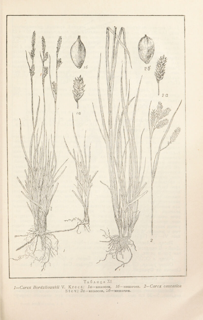 і Таблица XI 2_Сагех Вопігііотзкіі V. К г е с 2.: Іа—колосок, 16— мешочек. 2—Сагех саисазіса 8 I е ѵ.: 2а —колосок, 16— мешочек.
