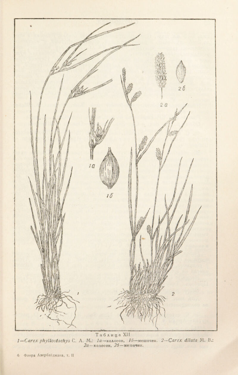 1 — Сагех ркуііозіаскуз С. А. М.: Іа —колосок, 16—мешочек. 2—Сагех сііііііа М. В.: 2а — колосок, 26—мешочек. б Флора Азербайджана, т. II