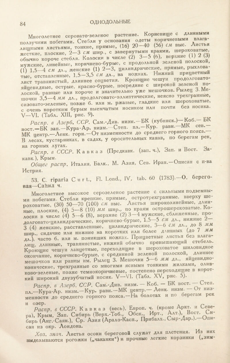 ОДНОДОЛЬНЫЕ Многолетнее серовато-зеленое растение. Корневище с длинными ползучими побегами. Стебли у основания одеты коричневыми влага¬ лищными листьями, тонкие, прямые, (16) 20 40 ( ) см вьіс. ” жесткие, плоские, 2-3 сж шир., с завернутыми краями, шероховатые, обычно короче стебля. Колоски в числе (2) 3 С)> веРл ^ плпско§ мужские, линейные, коричнево-бурые, с продольной зеленой полоской, (П 1 5—4 см дл., женские (1) 2—3, цилиндрические, прямы , } тые, отставленные, 1,5—3,5 см дл., на ножках. Нижний прицветныи лист травянистый, длиннее соцветия. Кроющие чешуи продолговат яйцевидные, острые, красно-бурые, посредине с широкой зеленой по¬ лоской, равные или короче и значительно уже мешочков. Рылец 3. Ме¬ шочки 3,5—4 мм дл., продолговато-эллиптические, неясно трехгранные, сизовато-зеленые, позже б. или м. ржавые, гладкие или шероховатые, с очень коротким бурым выемчатым носиком или почти без носика. V—VI. (Табл. XIII, рис. 9). Распр. в Азерб. ССР. Сам.-Див. низм.-БК (кубинок.)-Коб.- БК воет.—БК зап. —Кура-Ар. низм. —Степ, пл.—Кур. равн. МК сев.^ МК центр.—Ленк. горн. —От низменности до среднего горного пояса. В лесах, кустарниках, в садах, у оросительных канав, по берегам рек, на горных лугах. ^ Распр. в СССР. Кавказ (Предкавк. (зап. ч.), Зап. и ьост. За- кавк.), Крым. Общее распр. Италия, Балк., М. Азия, Сев. Иран. Описан с п ва Истрия. 53. С. гірагіа С и г К, Р1. Ьопс)., IV, ІаЬ. 60 (,1783). О. оерего вая—СаЬил ч. Многолетнее высокое серозеленое растение с сильными подземны¬ ми побегами. Стебли крепкие, прямые, остротрехгранные, ^вверху ше¬ роховатые (30) 50—70 (100) см выс. Листья широколинеиные, длин¬ ные плоские, (4) 5—8 (10) мм шир., по краям острошероховатые. Ко¬ лоски в числе (4) 5-6 (8), верхние (2) 3-4 мужские, сближенные, про¬ долговато-цилиндрические, коричнево-бурые, 1,5—5 см дл., нижние г 3 (4) женские, расставленные, цилиндрические, 3—6 см дл., до ь мм шир.. сидячие или нижние на коротких или более длинных (до / мм дл.) часто б. или м. поникших ножках. Прицветные листья без влага¬ лищ, длинные, травянистые, нижний обычно превышающий стебель. Кроющие чешуи ланцетные, переходящие в шероховатое шиловидное окончание, коричнево-бурые, с срединной зеленой полоской, _ длиннее мешочков или равны им. Рылец 3. Мешочки 5—6 мм дл., яицевидно- конические, трехгранные со многими ясными тонкими жилками, олив ково-зеленые, позже темнокоричневые, постелено переходящие в корот¬ кий широкий двузубчатый носик. V—VI. (Табл. X ѵ, рис. Э). Распр. в Азерб. ССР. Сам.-Див. низм. — Коб. — БК воет. — Степ. пл.—Кура-Ар. низм. —Кур. равн. —МК центр. Ленк- низм. 6 т низ¬ менности до среднего горного пояса. —На болотах и по берегам рек и озер. п Распр. в СССР. Кавказ (весь), Европ. ч. (кроме Аркт. и Севе¬ ра), Крым, Зап. Сибирь (Верх.-Тоб. Обск Ирт., Алт.) Вос^ Си- бирь (Анг.-Саян.), Ср. Азия (Арало-Касп., Прибалх., Сыр Дар.). О* сан из окр. Лондона. Хоз. зная. Листья осоки береговой служат для плетения. Из них выделываются рогожки (,,чаканки“) и прочные легкие корзинки („зим