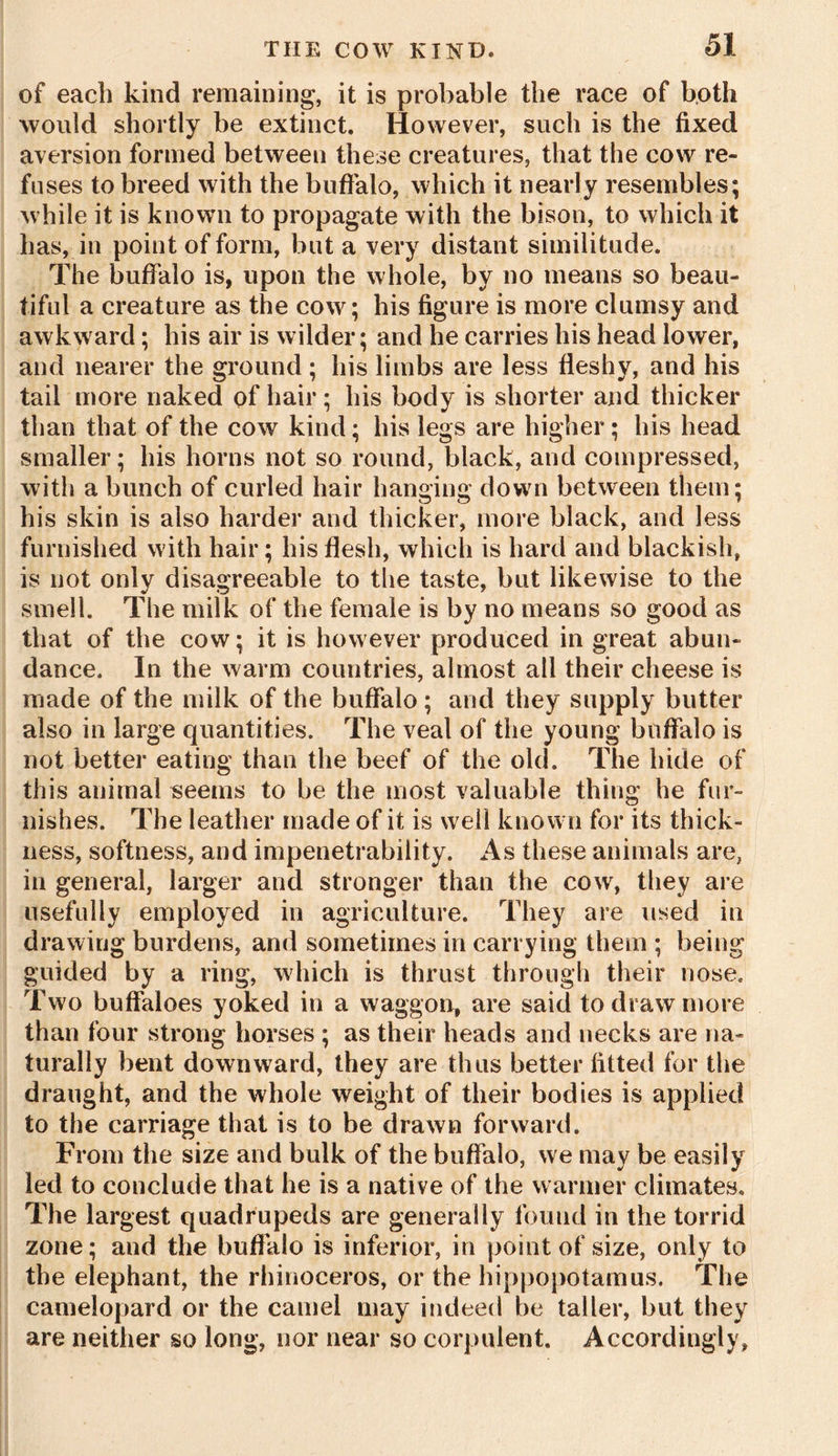 of each kind remaining, it is probable the race of both would shortly be extinct. However, such is the fixed aversion formed between these creatures, that the cow re- fuses to breed with the buffalo, which it nearly resembles; while it is known to propagate with the bison, to which it has, in point of form, but a very distant similitude. The buffalo is, upon the whole, by no means so beau- tiful a creature as the cow; his figure is more clumsy and awkward; his air is wilder; and he carries his head lower, and nearer the ground; his limbs are less fleshy, and his tail more naked of hair; his body is shorter and thicker than that of the cow kind; his legs are higher; his head smaller; his horns not so round, black, and compressed, with a bunch of curled hair hanging down between them; his skin is also harder and thicker, more black, and less furnished with hair; his flesh, which is hard and blackish, is not only disagreeable to the taste, but likewise to the smell. The milk of the female is by no means so good as that of the cow; it is however produced in great abun- dance. In the warm countries, almost all their cheese is made of the milk of the buffalo ; and they supply butter also in large quantities. The veal of the young buffalo is not better eating than the beef of the old. The hide of this animal seems to be the most valuable thing he fur- nishes. The leather made of it is well known for its thick- ness, softness, and impenetrability. As these animals are, in general, larger and stronger than the cow, they are usefully employed in agriculture. They are used in drawing burdens, and sometimes in carrying them ; being guided by a ring, which is thrust through their nose. Two buffaloes yoked in a waggon, are said to draw more than four strong horses ; as their heads and necks are na- turally bent downward, they are thus better fitted for the draught, and the whole weight of their bodies is applied to the carriage that is to be drawn forward. From the size and bulk of the buffalo, we may be easily led to conclude that he is a native of the warmer climates. The largest quadrupeds are generally found in the torrid zone; and the buffalo is inferior, in point of size, only to the elephant, the rhinoceros, or the hippopotamus. The camelopard or the camel may indeed be taller, but they are neither so long, nor near so corpulent. Accordingly,