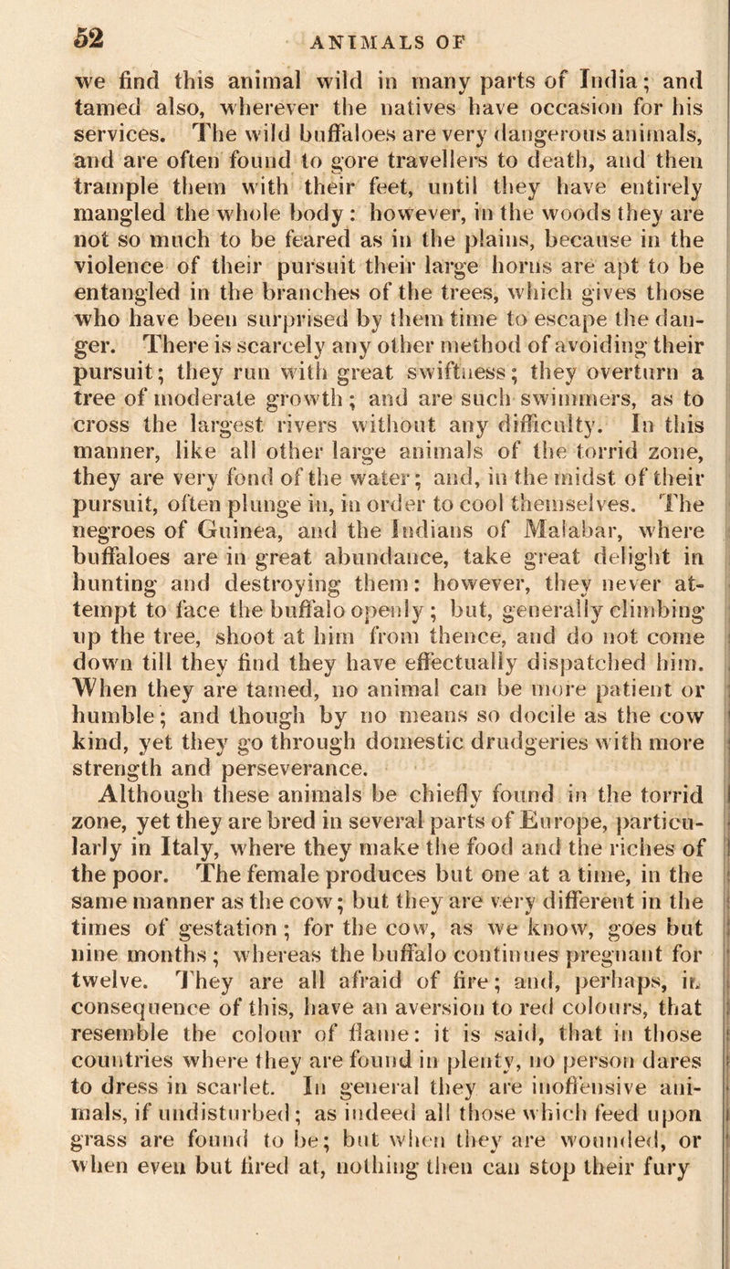 we find this animal wild in many parts of India; and tamed also, wherever the natives have occasion for his services. The wild buffaloes are very dangerous animals, and are often found to gore travellers to death, and then trample them with their feet, until they have entirely mangled the whole body : however, in the woods they are not so much to be feared as in the plains, because in the violence of their pursuit their large horns are apt to be entangled in the branches of the trees, which gives those who have been surprised by them time to escape the dan- ger. There is scarcely any other method of avoiding their pursuit; they nm with great swiftness; they overturn a tree of moderate growth; and are such swimmers, as to cross the largest rivers without any difficulty. In this manner, like all other large animals of the torrid zone, they are very fond of the water; and, in the midst of their pursuit, often plunge in, in order to cool themselves. The negroes of Guinea, and the Indians of Malabar, where buffaloes are in great abundance, take great delight in hunting and destroying them: however, they never at- tempt to face the buffalo openly ; but, generally climbing up the tree, shoot at him from thence, and do not come down till they find they have effectually dispatched him. When they are tamed, no animal can be more patient or humble ; and though by no means so docile as the cow kind, yet they go through domestic drudgeries with more strength and perseverance. Although these animals be chiefly found in the torrid zone, yet they are bred in several parts of Europe, particu- larly in Italy, w here they make the food and the riches of the poor. The female produces but one at a time, in the same manner as the cow; but they are very different in the times of gestation ; for the cow, as we know, goes but nine months ; whereas the buffalo continues pregnant for twelve. They are all afraid of fire; and, perhaps, m consequence of this, have an aversion to red colours, that resemble the colour of flame: it is said, that in those countries where they are found in plenty, no person dares to dress in scarlet. In general they are inoffensive ani- mals, if undisturbed; as indeed all those which feed upon i grass are found to be; but when they are wounded, or when even but fired at, nothing then can stop their fury