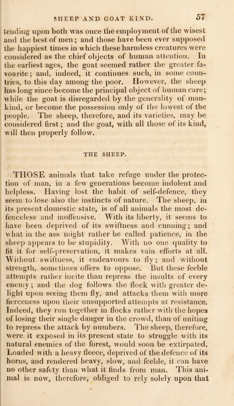 tending upon both was once the employment of the wisest and the best of men; and those have been ever supposed the happiest times in which these harmless creatures were considered as the chief objects of human attention. In the earliest ages, the goat seemed rather the greater fa- vourite; and, indeed, it continues such, in some coun- tries, to this day among the poor. However, the sheep has long since become the principal object of human care; while the goat is disregarded by the generality of man- kind, or become the possession only of the lowest of the people. The sheep, therefore, and its varieties, may be considered first; and the goat, with all those of its kind, will then properly follow. THE SHEEP. THOSE animals that take refuge under the protec- tion of man, in a few generations become indolent and help! ess. Having lost the habit of self-defence, they seem to lose also the instincts of nature. The sheep, in its present domestic state, is of all animals the most de- fenceless and inoffensive. With its liberty, it seems to have been deprived of its swiftness and cunning; and what in the ass might rather be called patience, in the sheep appears to be stupidity. With no one quality to fit it for self-preservation, it makes vain efforts at all. Without swiftness, it endeavours to fly; and without strength, sometimes offers to oppose. But these feeble attempts rather incite than repress the insults of every enemy; and the dog follows the flock with greater de- light upon seeing them fly, and attacks them with more fierceness upon their unsupported attempts at resistance. Indeed, they run together in flocks rather with the hopes of losing their single danger in the crowd, than of uniting to repress the attack by numbers. The sheep, therefore, were it exposed in its present state to struggle with its natural enemies of the forest, would soon be extirpated. Loaded with a heavy fleece, deprived of the defence of its horns, and rendered heavy, slow, and feeble, it can have no other safety than what it finds from man. This ani- mal is now, therefore, obliged to rely solely upon that