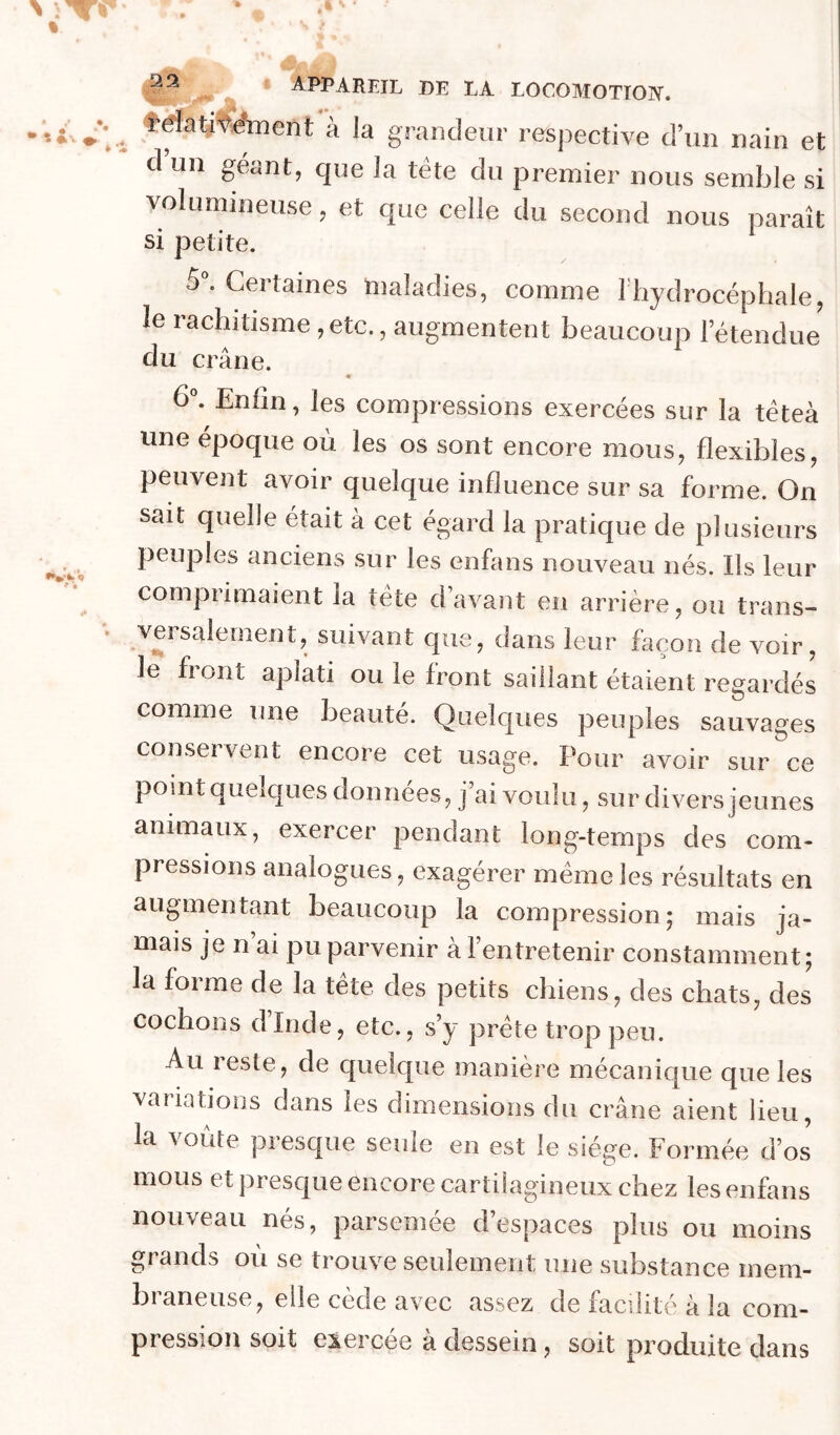** à la grandeur respective d’un nain et d un géant, que la tête du premier nous semble si volumineuse, et que celle du second nous paraît si petite. 5“. Certaines maladies, comme I hydrocéphale, le rachitisme ,etc., augmentent beaucoup letendue du crâne. 6 . Enfin, les compressions exercées sur la têteà une époque où les os sont encore mous, flexibles, peuvent avoir quelque influence sur sa forme. On sait quelle était à cet égard la pratique de plusieurs peuples anciens sur les enfans nouveau nés. Ils leur comprimaient la tete d avant en arrière, ou trans- versalement, suivant que, dans leur façon de voir, le front aplati ou le front saillant étaient regardés comme une beauté. Quelques peuples sauvages conservent encore cet usage. Pour avoir sur ce point quelques données, j’ai voulu, sur divers jeunes animaux, exercer pendant long-temps des com- pressions analogues, exagérer meme les résultats en augmentant beaucoup la compression; mais ja- mais je n’ai pu parvenir à l’entretenir constamment; la forme de la tête des petits chiens, des chats, des cochons d’Inde, etc., s’y prête trop peu. Au reste, de quelque manière mécanique que les variations dans les dimensions du crâne aient lieu, la voûte presque seule en est le siège. Formée d’os mous et presque encore cartilagineux chez les enfans nouveau nés, parsemée d’espaces plus ou moins grands où se trouve seulement une substance mem- braneuse, elle cède avec assez de facilité a la com- pression soit exercée à dessein, soit produite dans