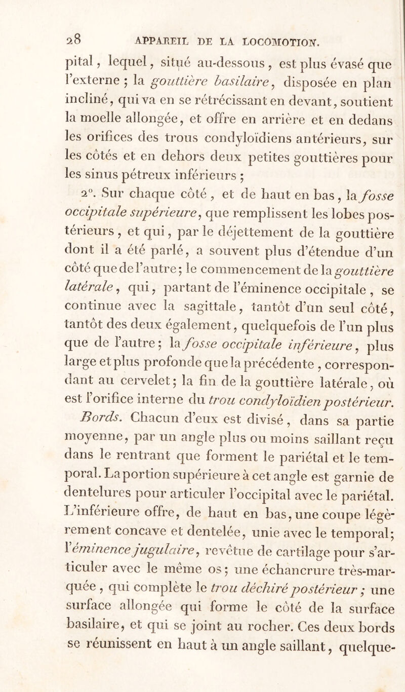 pital, lequel ^ situé au-dessous ^ est plus évasé que l’externe ; la gouttière basilaire, disposée en plan incliné, qui va en se rétrécissant en devant, soutient la moelle allongée, et offre en arrière et en dedans les orifices des trous condyloïdiens antérieurs, sur les côtés et en dehors deux petites gouttières pour les sinus pétreux inférieurs ; 2«. Sur chaque côté , et de haut en bas, \di fosse occipitale supérieure^ que remplissent les lobes pos- térieurs , et qui, par le déjettement de la gouttière dont il a été parlé, a souvent plus d’étendue d’un côté que de l’autre *, le commencement de la gouttière latérale, qui, partant de l’éminence occipitale , se continue avec la sagittale, tantôt d’un seul côté, tantôt des deux également, quelquefois de l’un plus que de 1 autre 5 \‘à fosse occipitale inféideure ^ plus large et plus profonde que la précédente , correspon- dant au cervelet; la fin de la gouttière latérale, où est l’orifice interne du trou condjloîdienpostérieur. JBords. Chacun d eux est divisé, dans sa partie moyenne, par un angle plus ou moins saillant reçu dans le rentrant que forment le pariétal et le tem- poral. La portion supérieure à cet angle est garnie de dentelures pour articuler l’occipital avec le pariétal. L inferieure offre, de haut en bas, une coupe légè“ rement concave et dentelée, unie avec le temporal; \ eminencejugulairerevetue de cartilage pour s’ar- ticuler avec le meme os ; une échancrure très-mar- quée , qui complète le trou déchiré postérieur ; une surface allongée qui forme le côté de la surface basilaire, et qui se joint au rocher. Ces deux bords se réunissent en haut à un angle saillant, quelque-