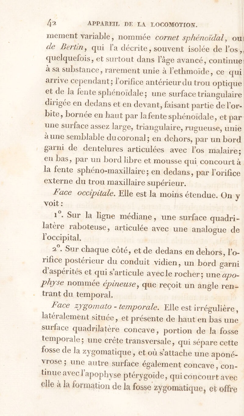 mement variable, nommée cornet sphénoïdal^ ou de Berlin y qui Fa décrite ^ souvent isolée de Fos,. quelquefois J et surtout dans Fâge avancé, continue à sa substance, rarement unie à Fethmoïde, ce qui arrive cependant; Forifice antérieur du trou optique et de la fente sphénoïdale; une surface triangulaire dirigée en dedans et en devant, faisant partie de For- bite, bornee en haut par la fente sphénoïdale, et par une surface assez large, triangulaire, rugueuse, unie à une semblable du coronal ; en dehors, par un bord garni de dentelures articulées avec Fos malaire; en bas, par un bord libre et mousse qui concourt à la fente sphéno-maxillaire; en dedans, par Forifice externe du trou maxillaire supérieur. Face occipitale. Elle est la moins étendue. On y voit : Sur la ligne médiane, une surface quadri-^ latère raboteuse, articulée avec une analogue de Foccipital. 2 . Sur chaque côté, et de dedans en dehors, Fo- rifice postérieur du conduit vidien, un bord garni d’aspérités et qui s’articule avec le rocher; miç, apo- physe nommée épineuse^ que reçoit un angle ren- trant du temporal. Face zjrgomato - temporale. Elle est irrégulière, latéralement située, et présente de haut en bas une surlace quadrilatère concave, portion de la fosse tempoiale; une crete transversale, qui sépare cette fosse de la zygomatique, et où s’attache une aponé- vrose ; une autre surface également concave, con- tinue avec l’apophyse ptérygoïde, qui concourt avec elle à la formation de la fosse zygomatique^ et offre